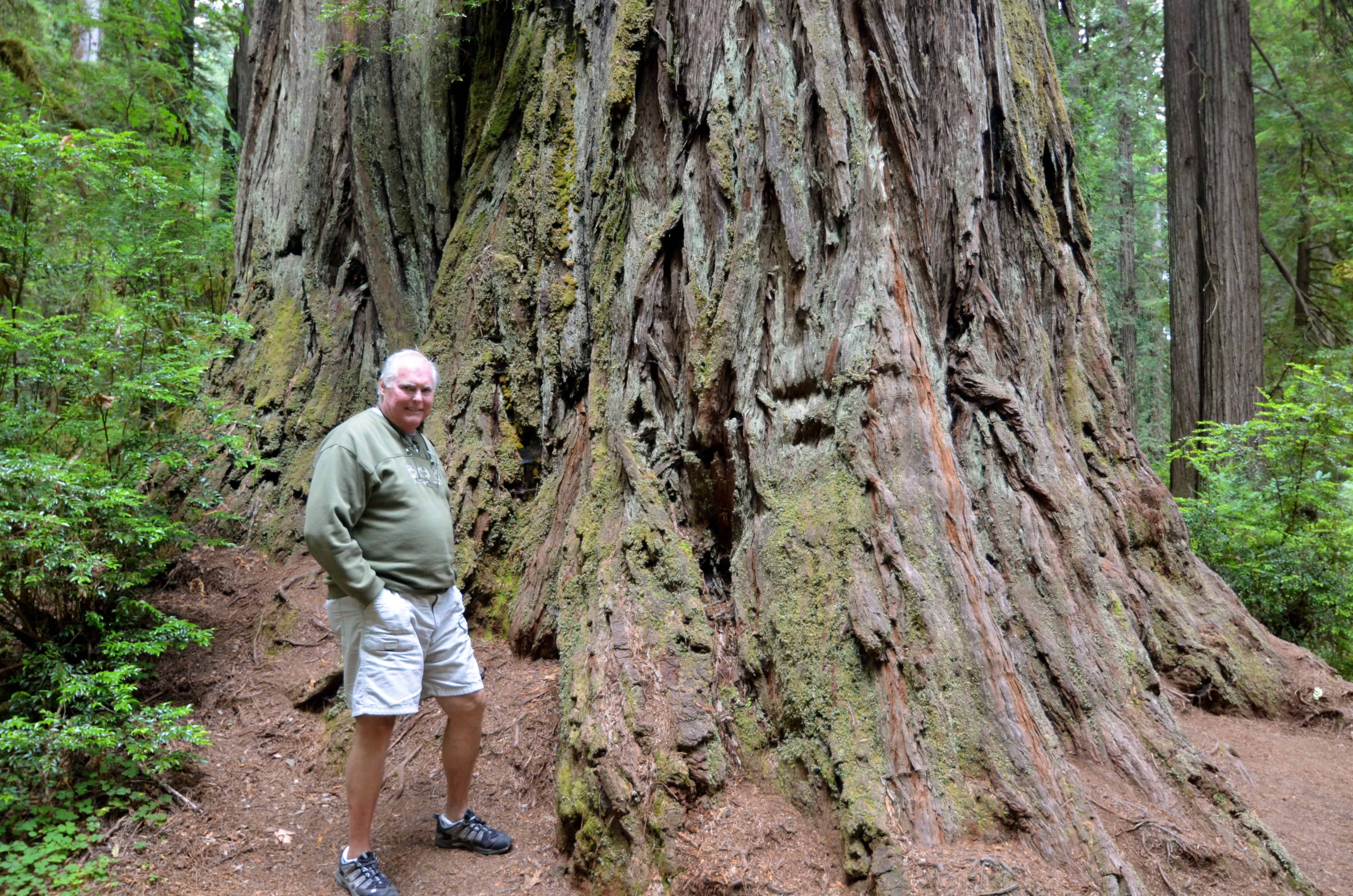 One of the largest trees in the Redwood Forest