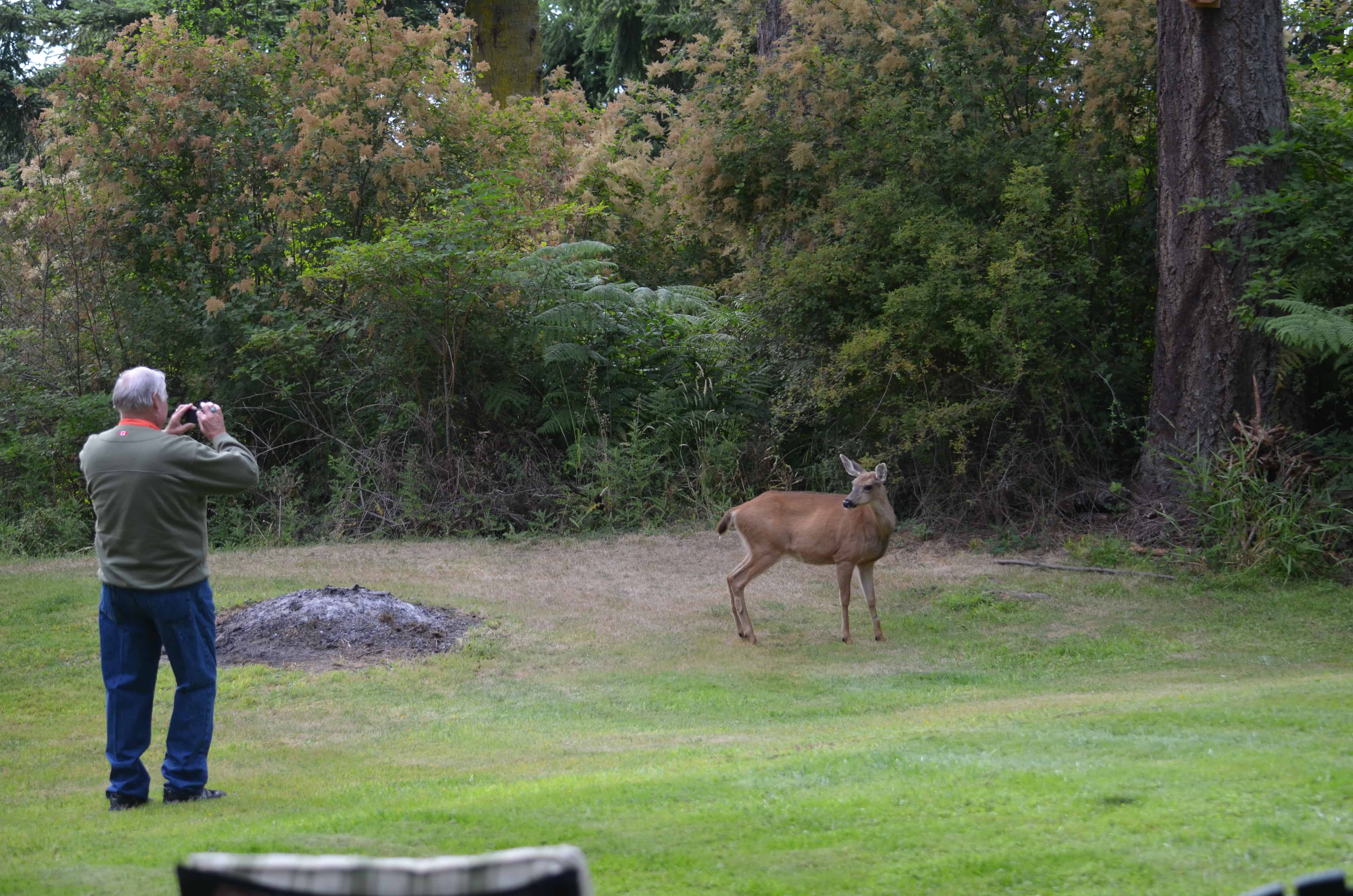 The family deer paying a visit
