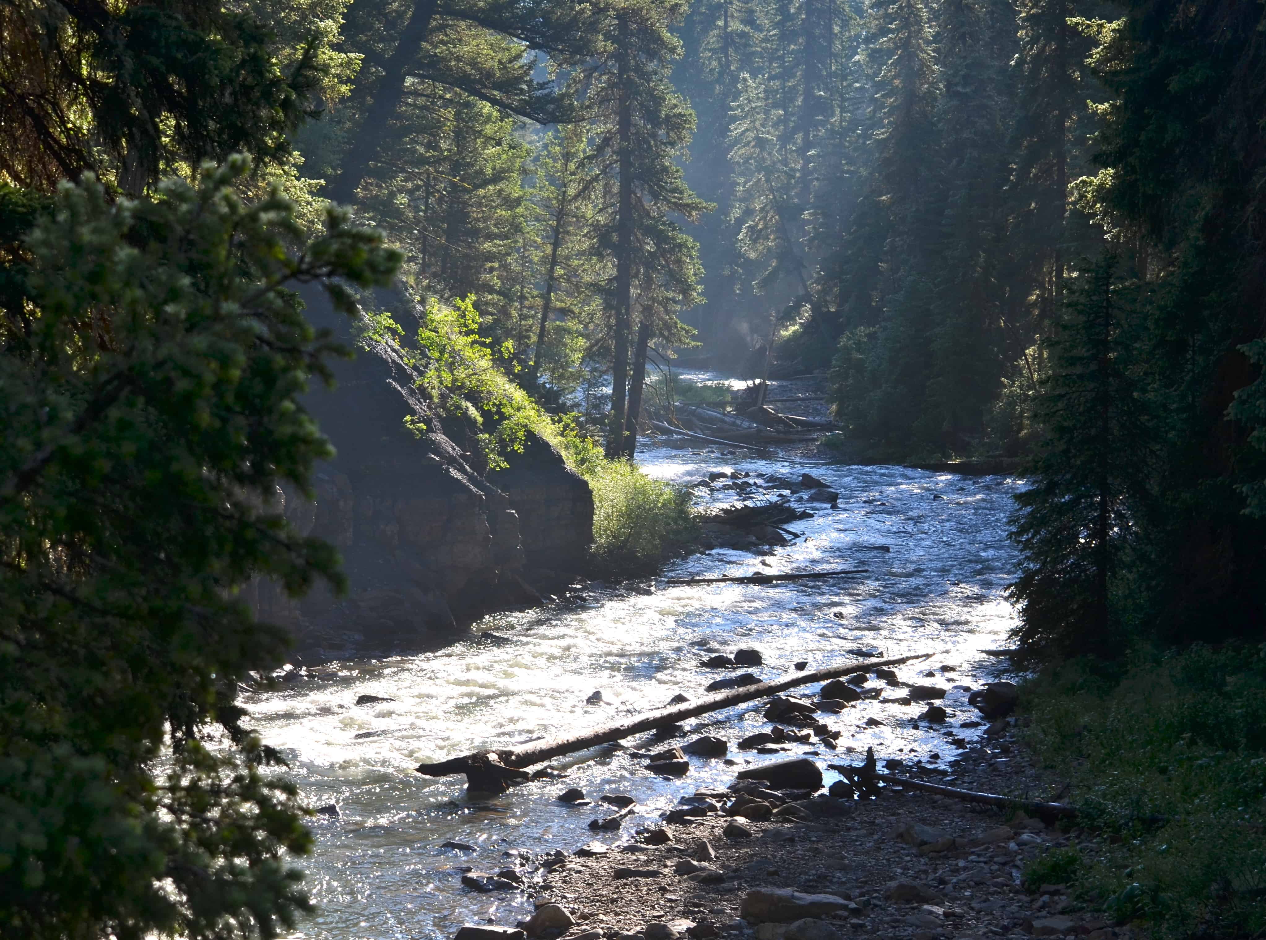 The river through the trees