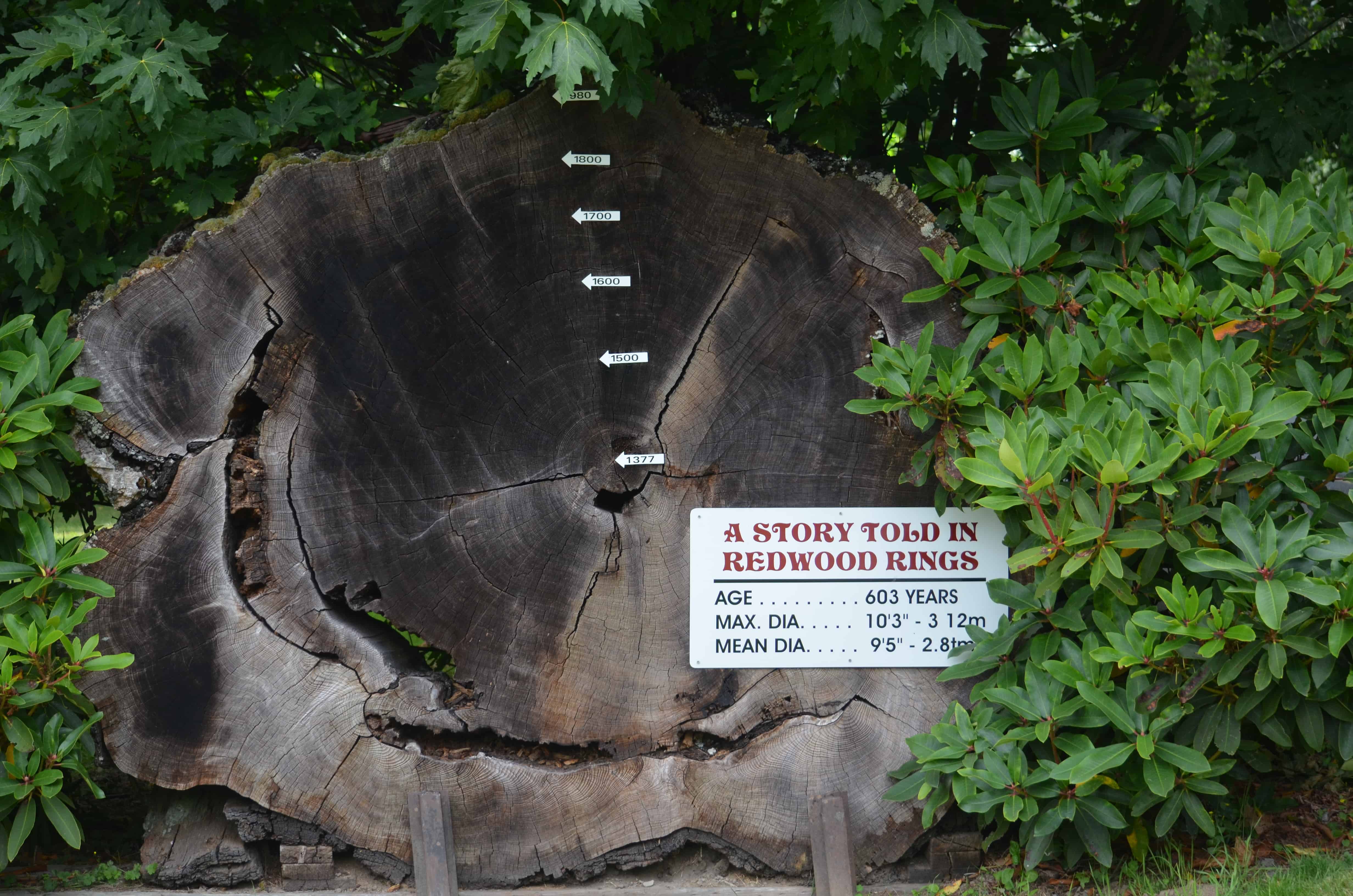 A redwood growth slice