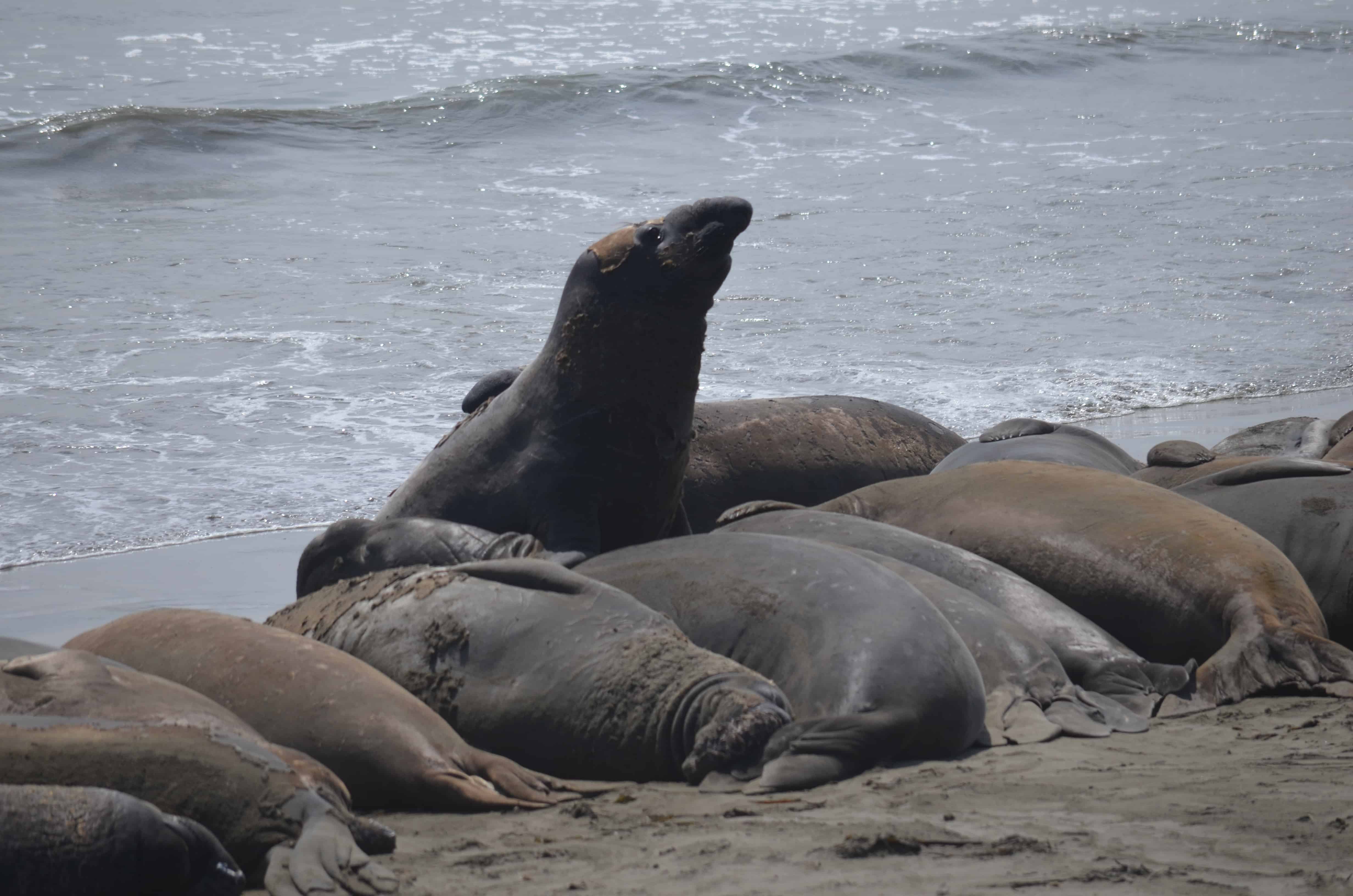 Elephant seals hauled out for the molt