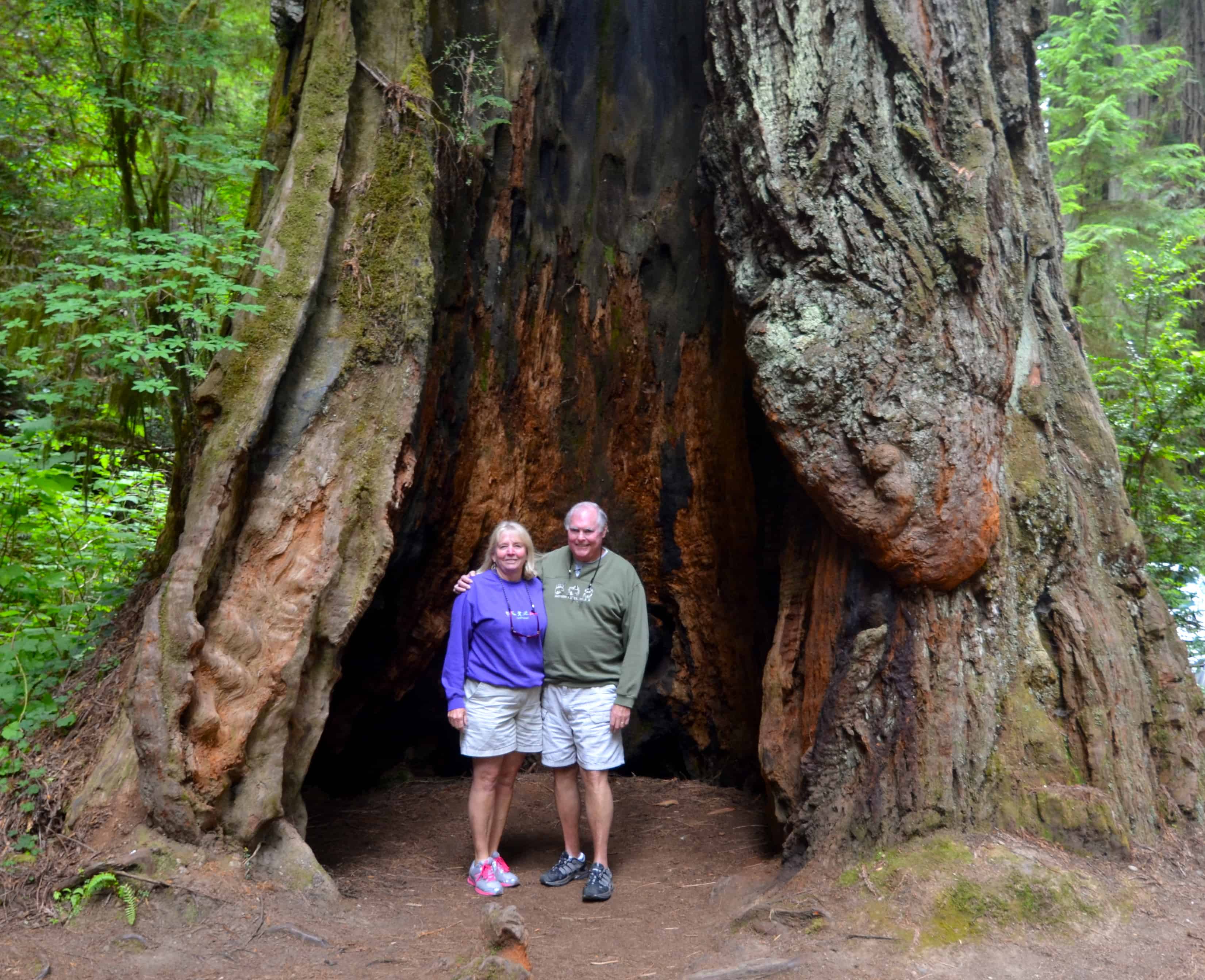 A hollowed redwood, still standing and still alive