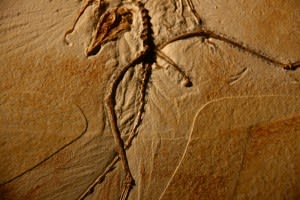 The Thermopolis Archaeopteryx