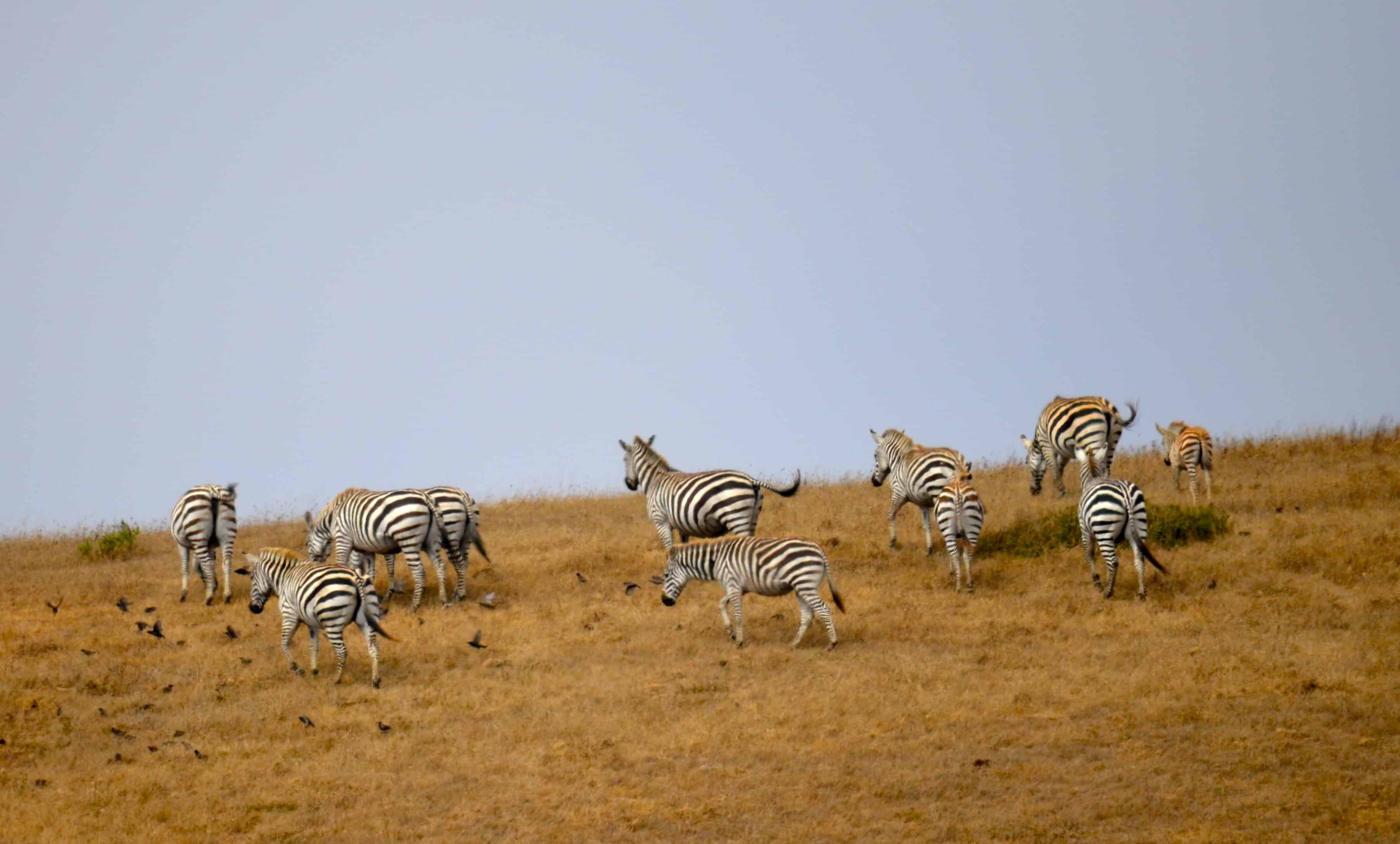 Zebras on the Hearst grounds