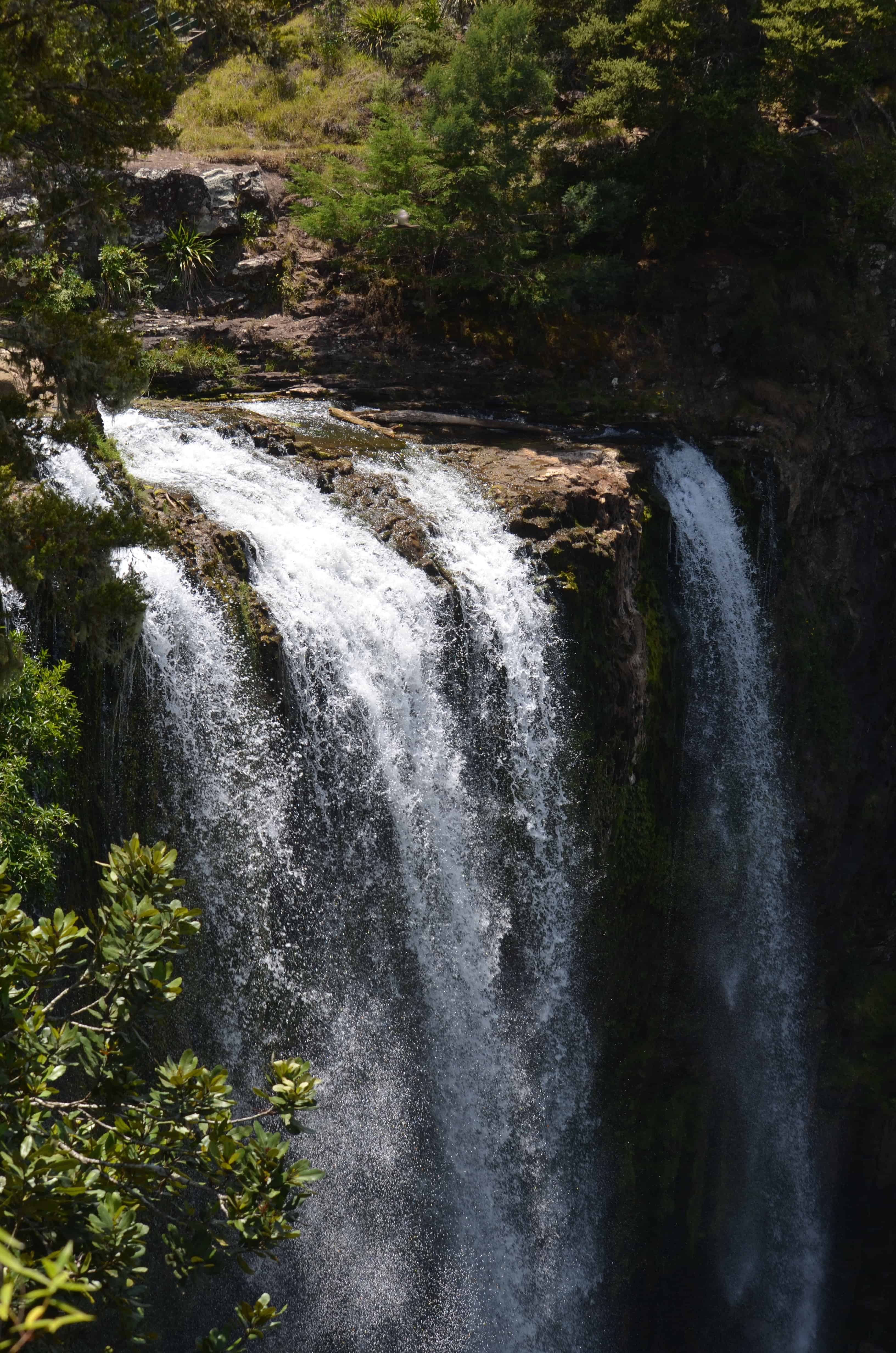 Whangarei Falls, on the way to the "Loops"
