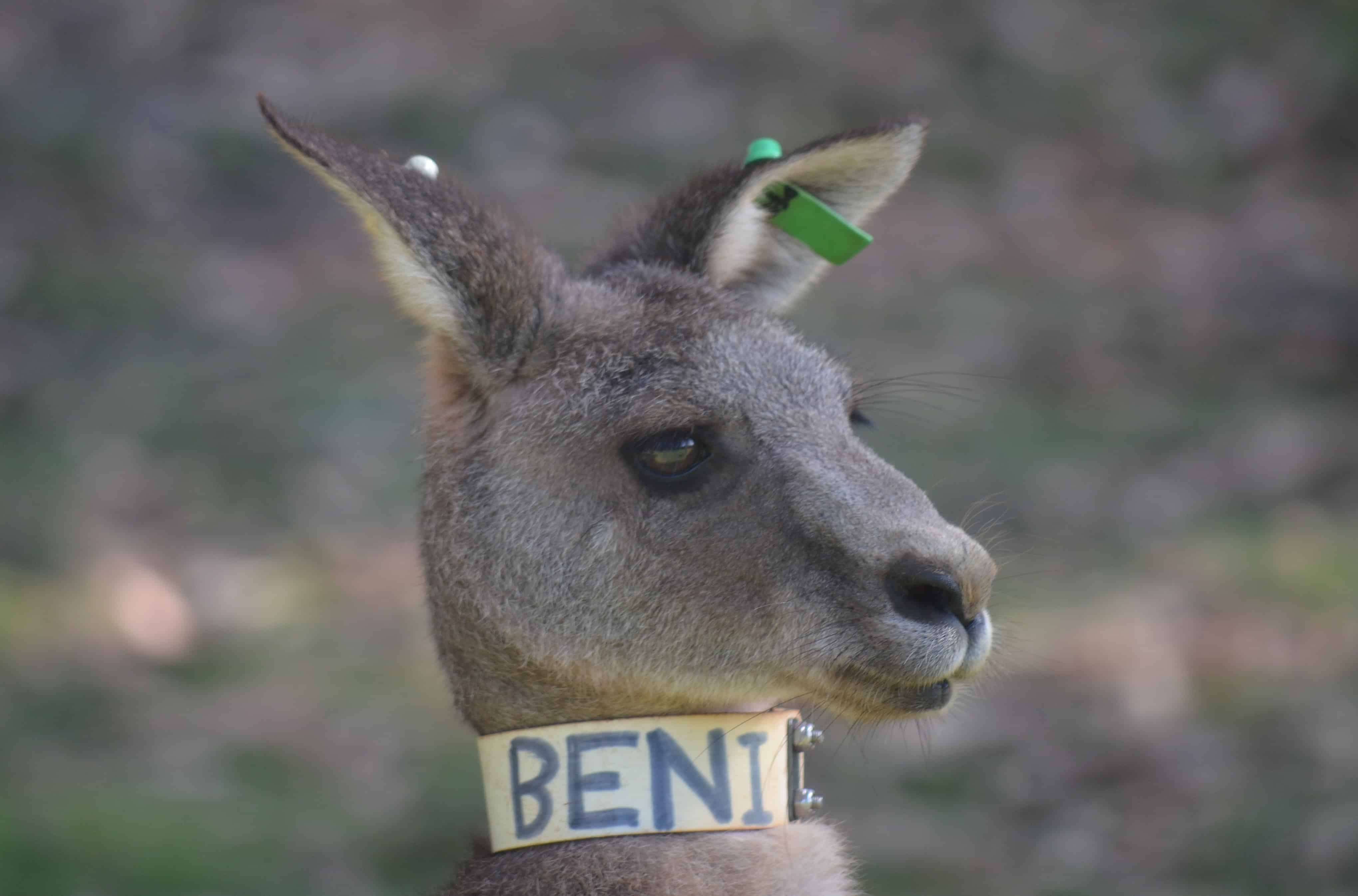 BENI