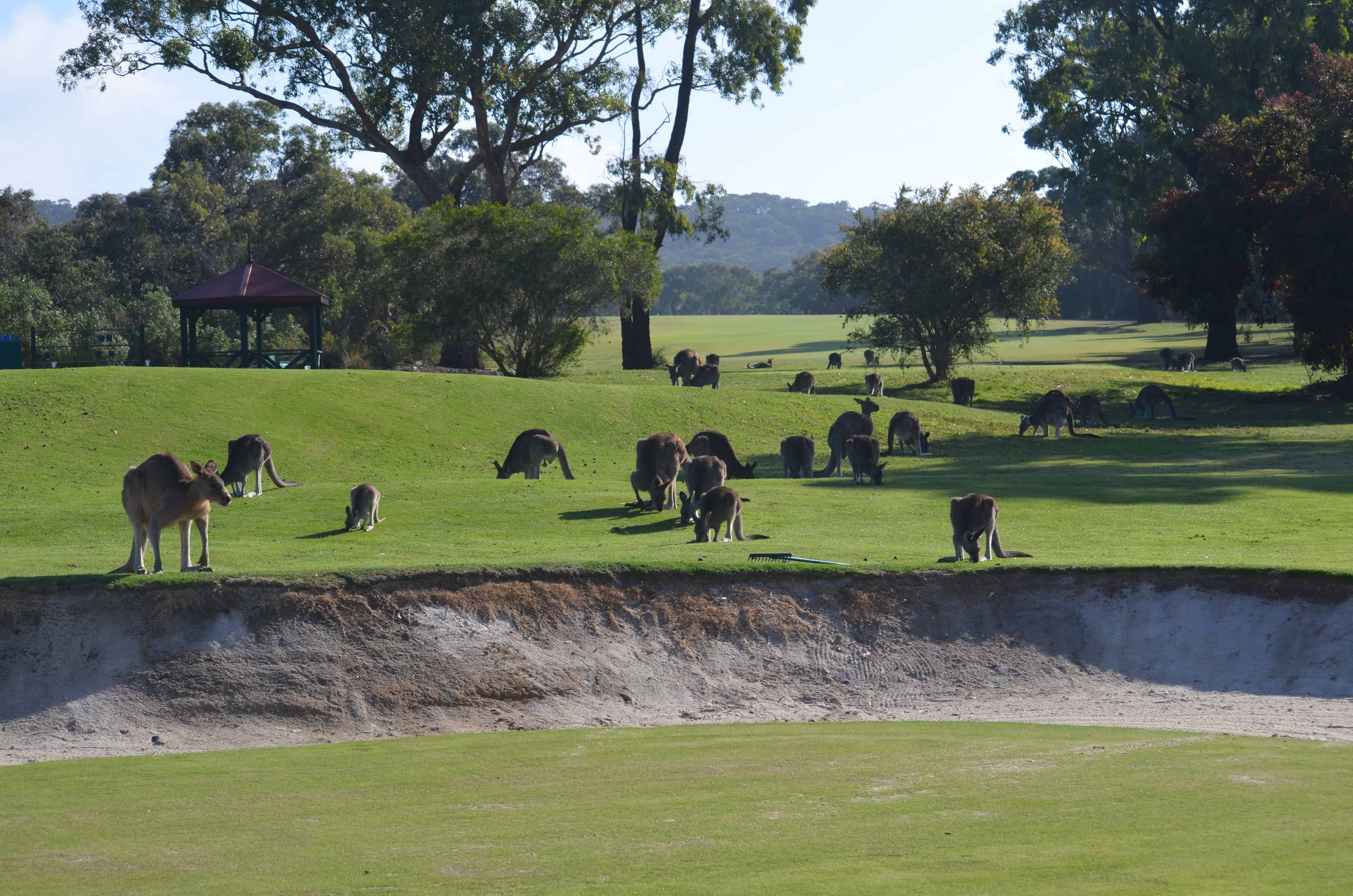 View from the clubhouse