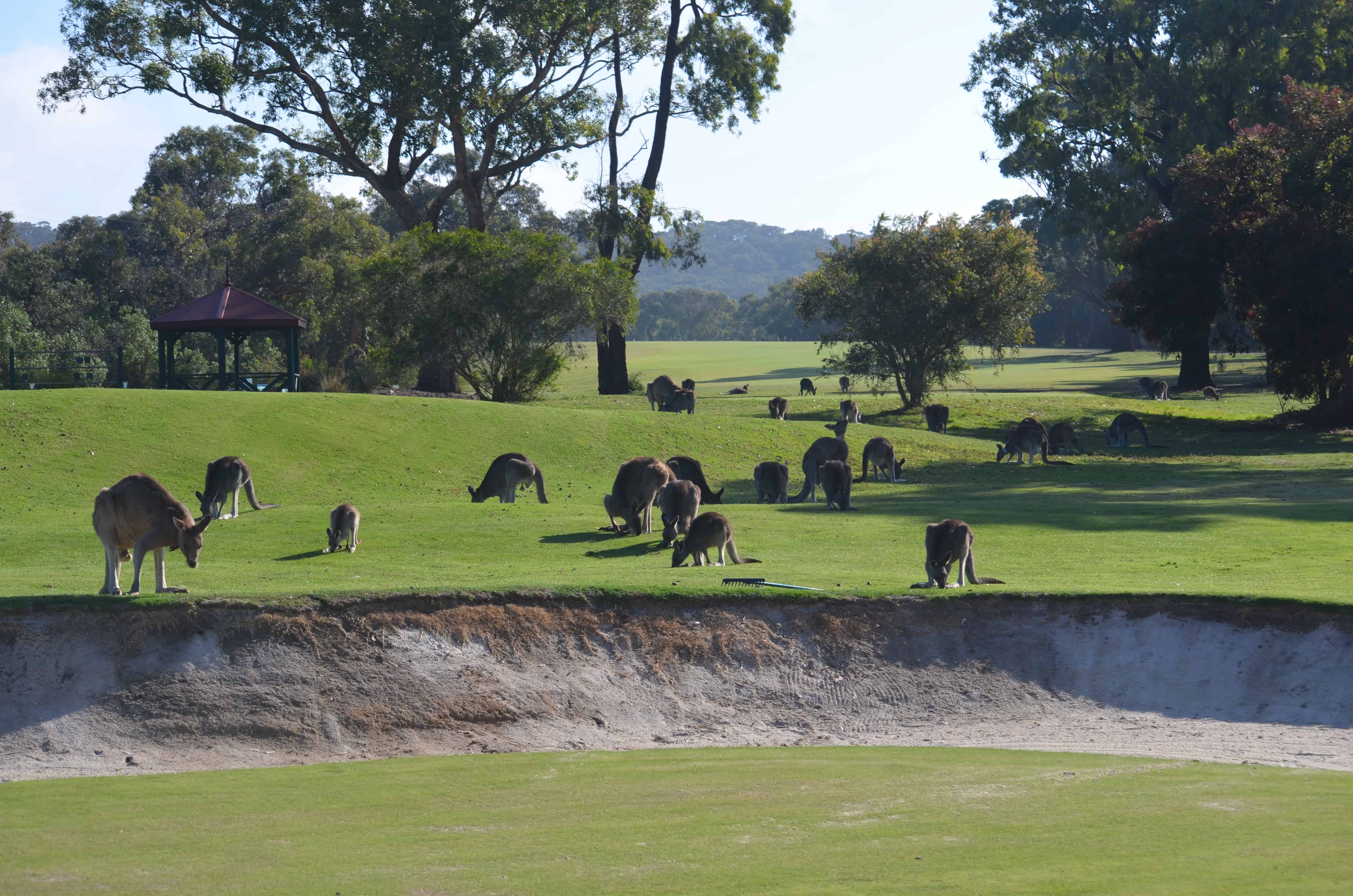 Anglesea Golf Club