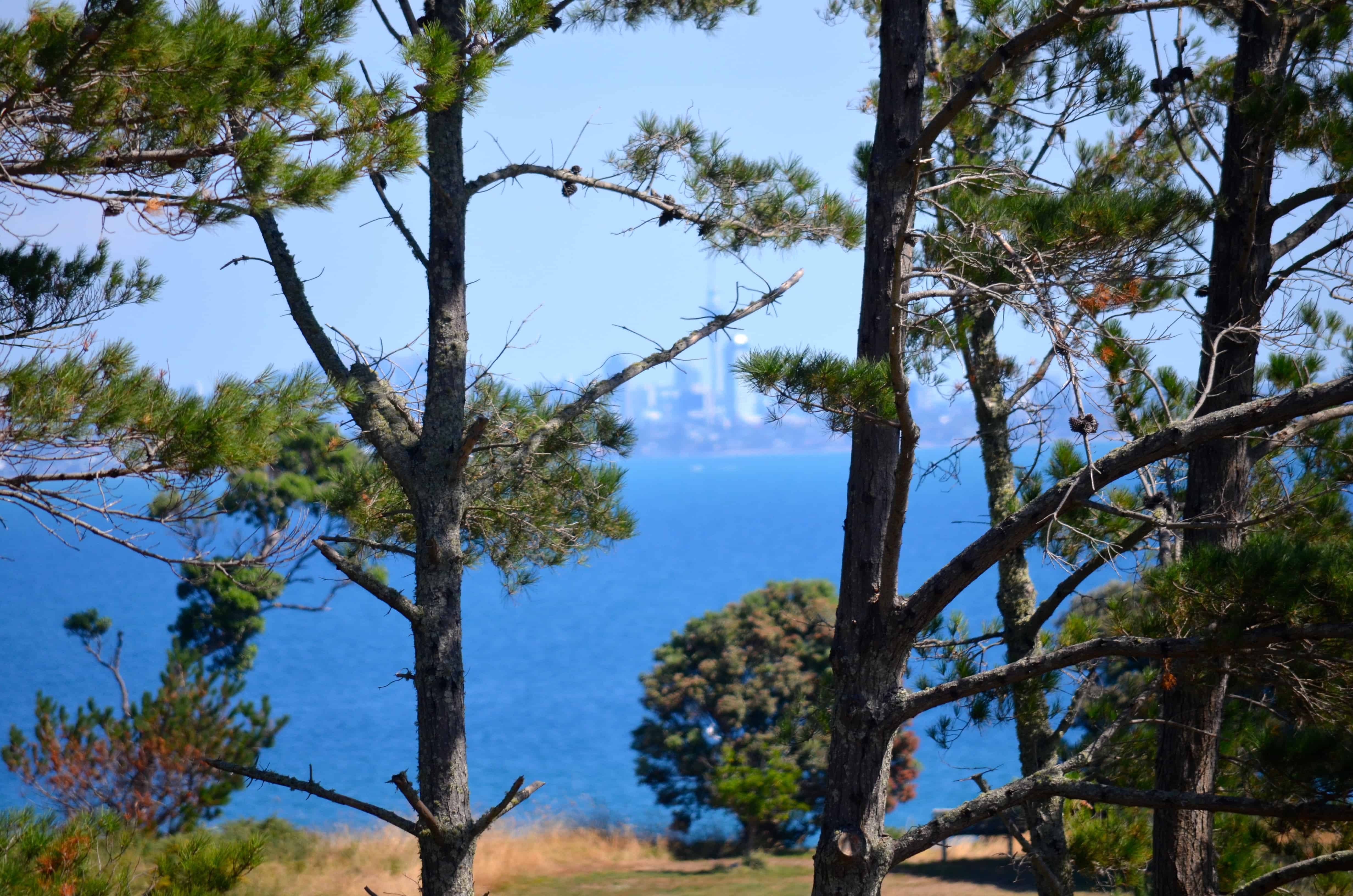 Auckland through the trees