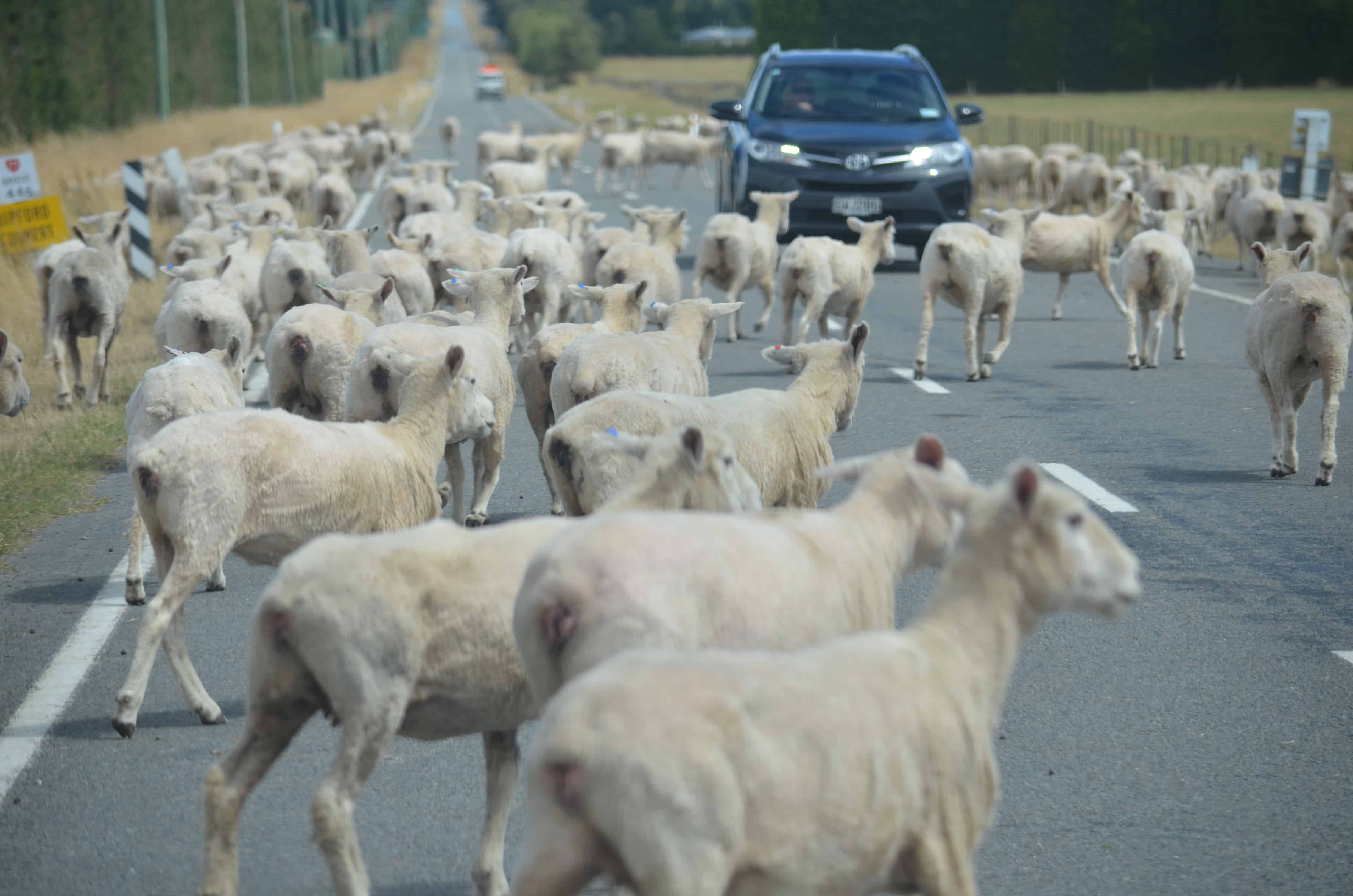 Sheep mowing the side of the highway on the South Island, New Zealand