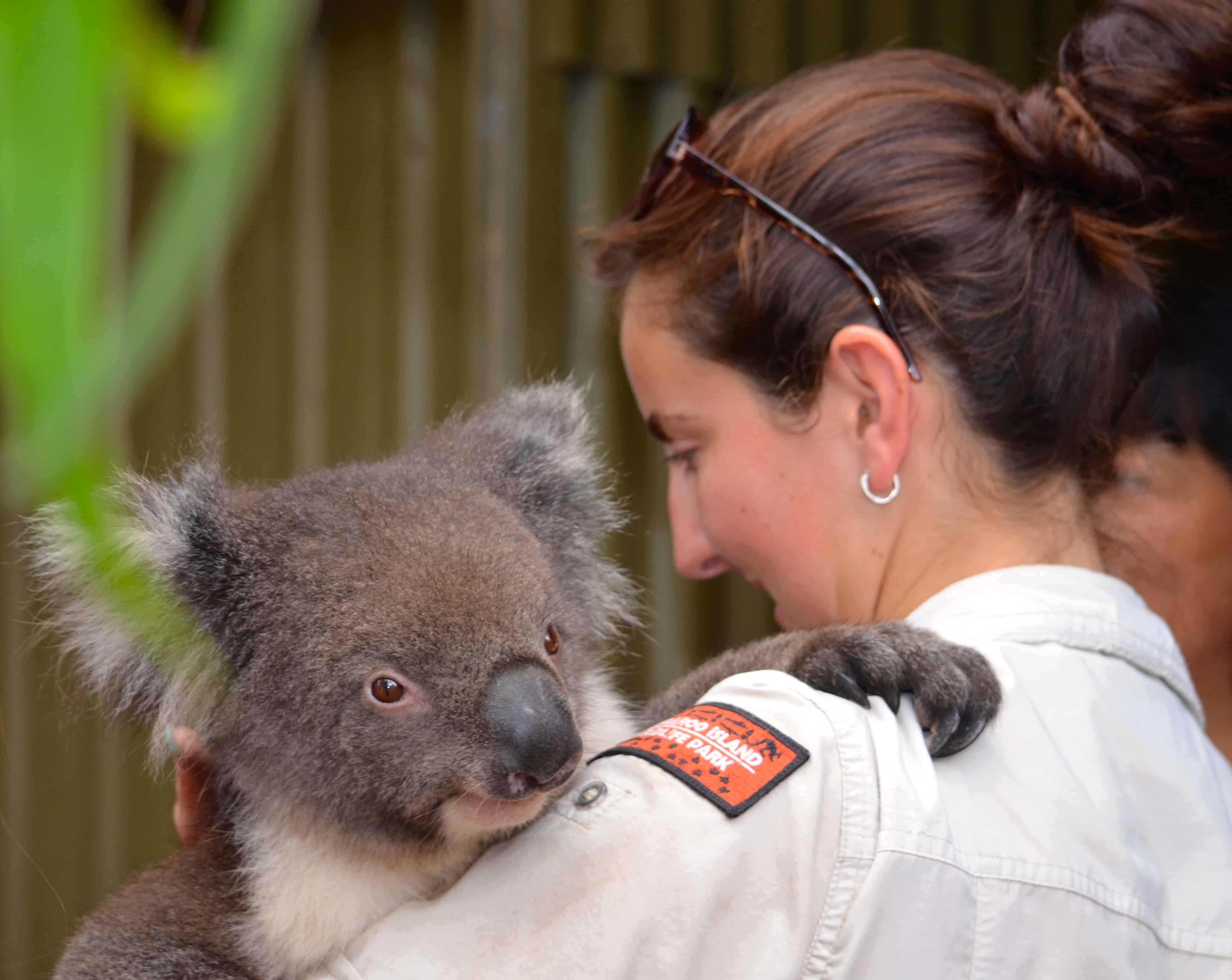 Dana with the koalas