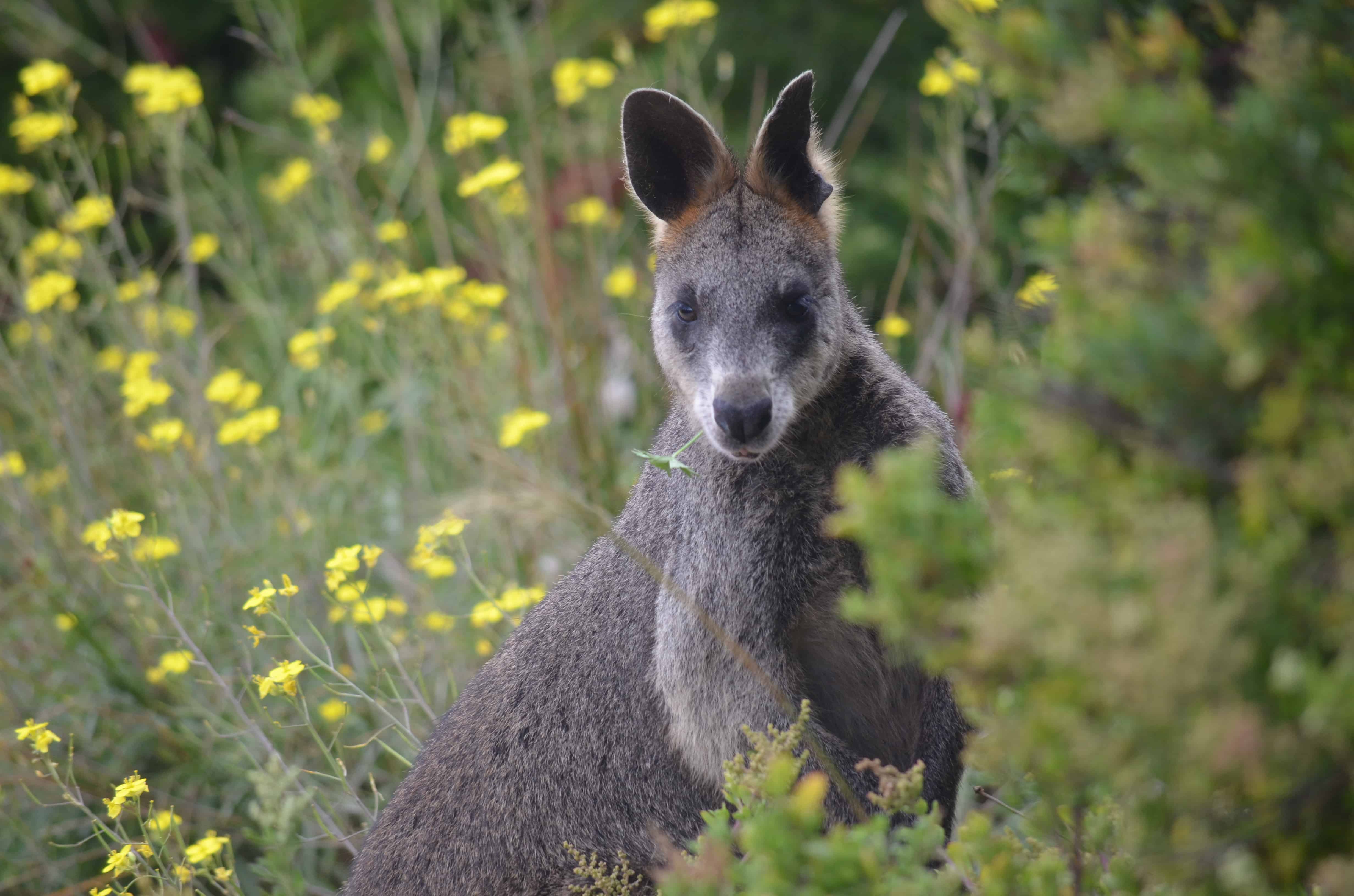 Our first wallaby