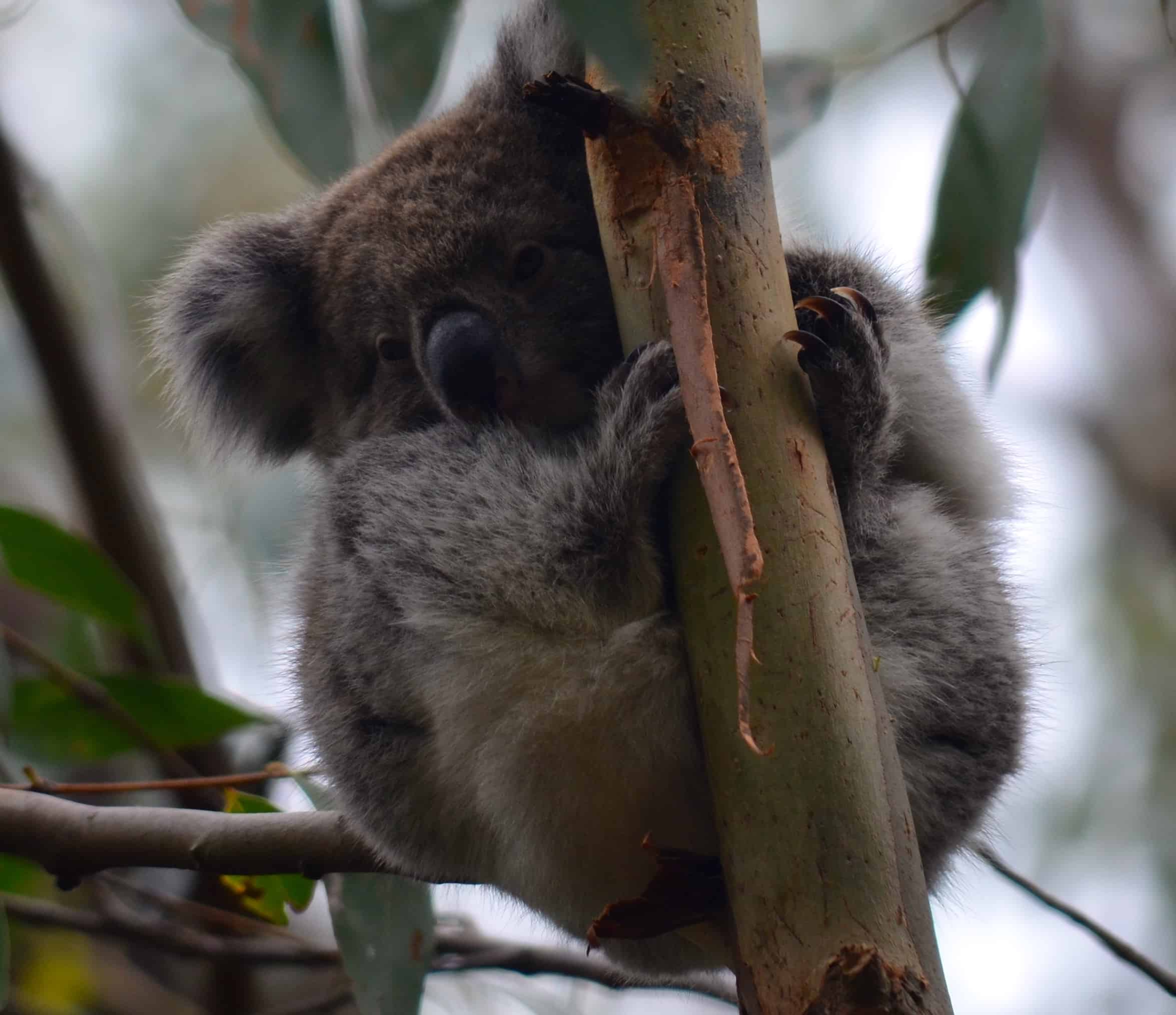 The baby on its own perch