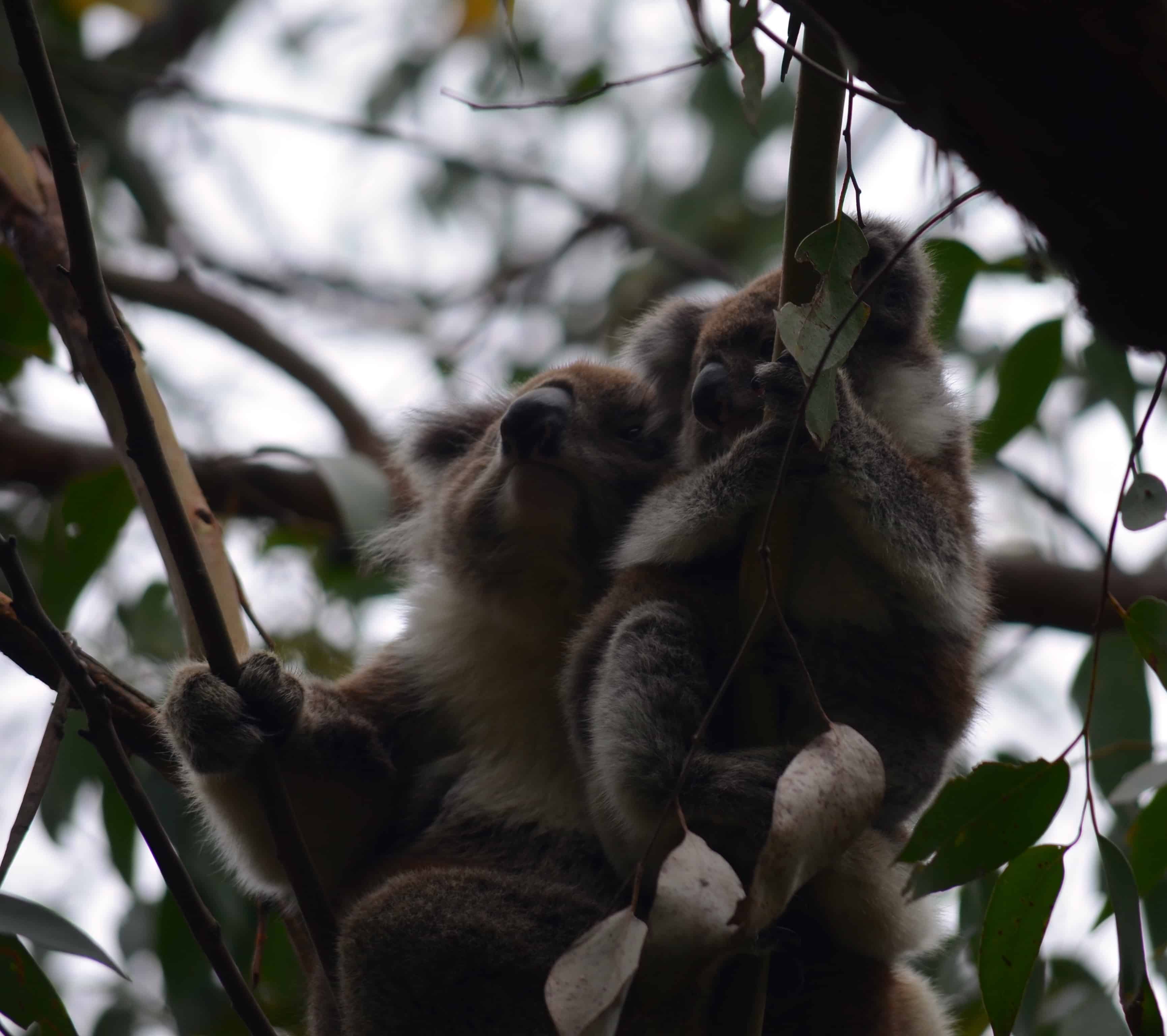 The mother who let her baby out