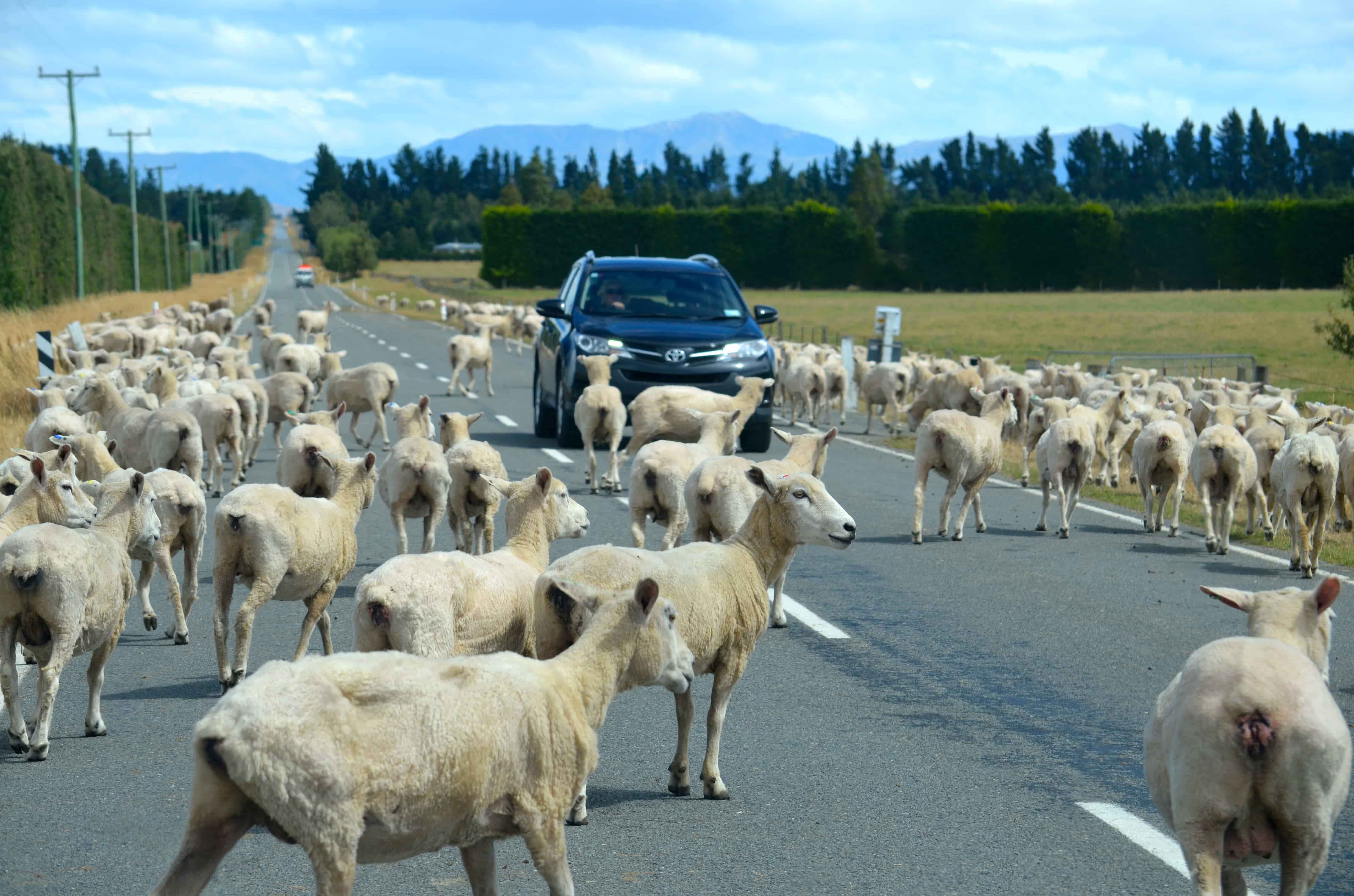 Sheep at work, doing the highway maintenance