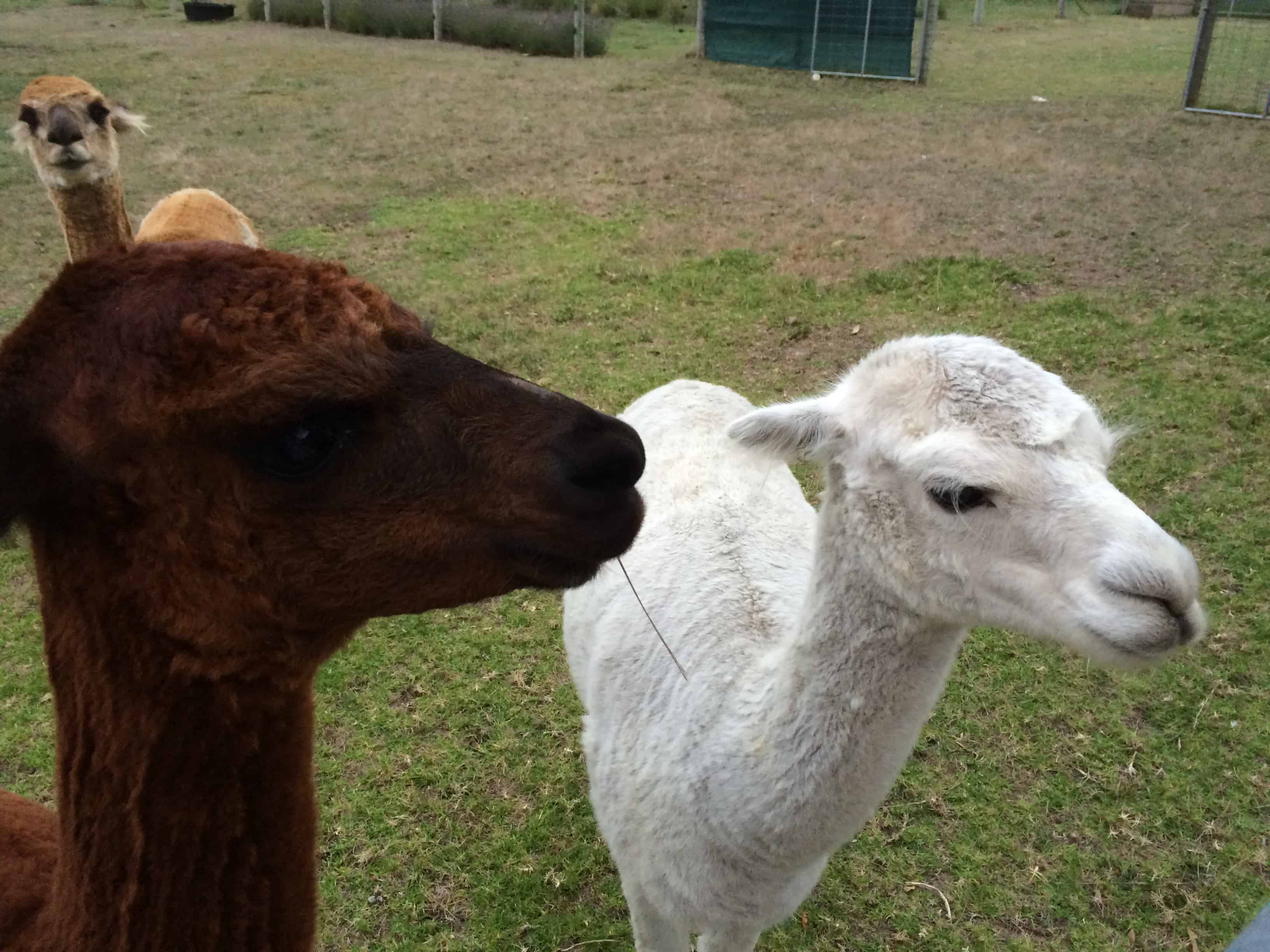 Janice with the goat and alpacas