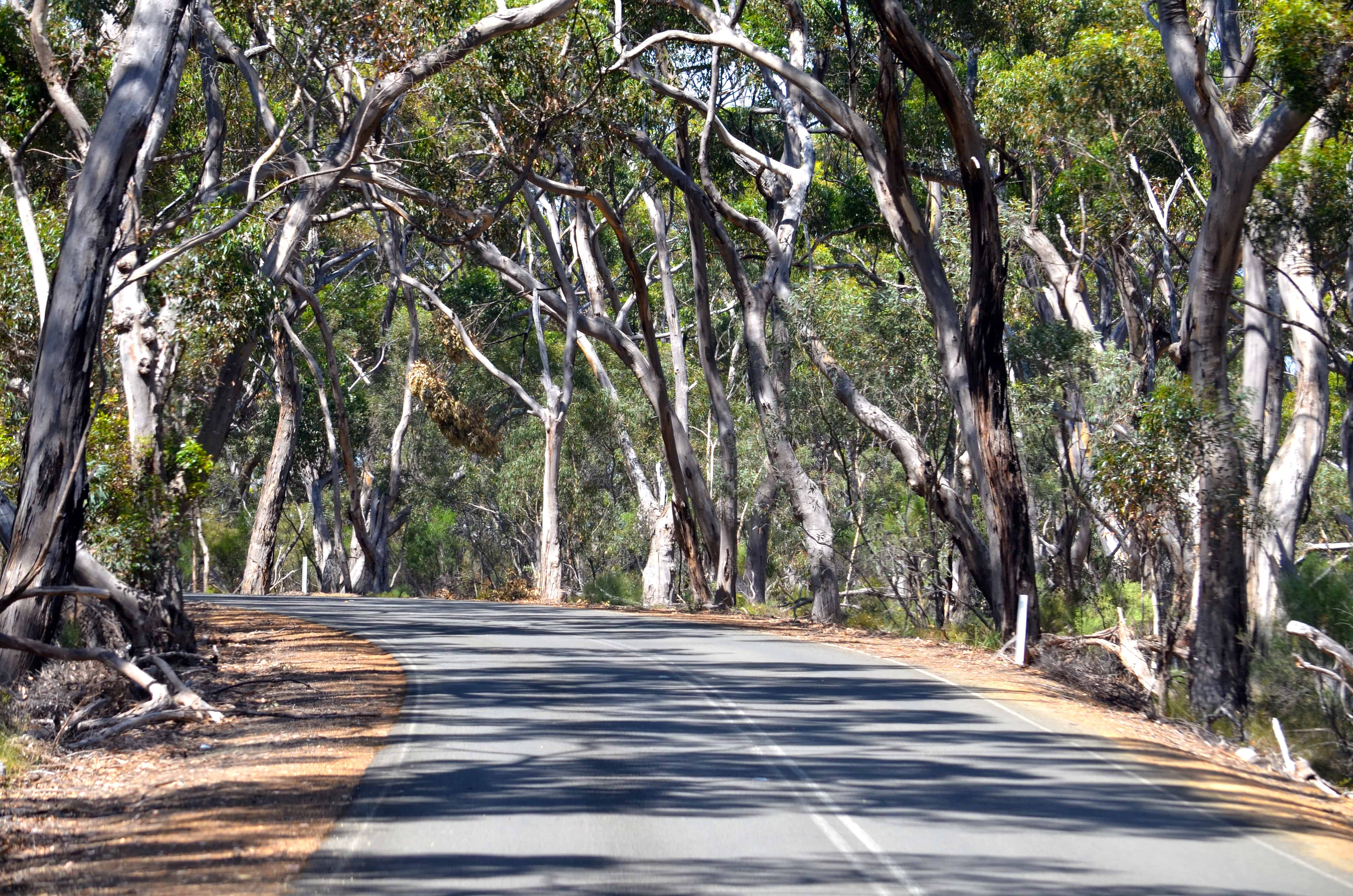 The road across Kangaroo Island
