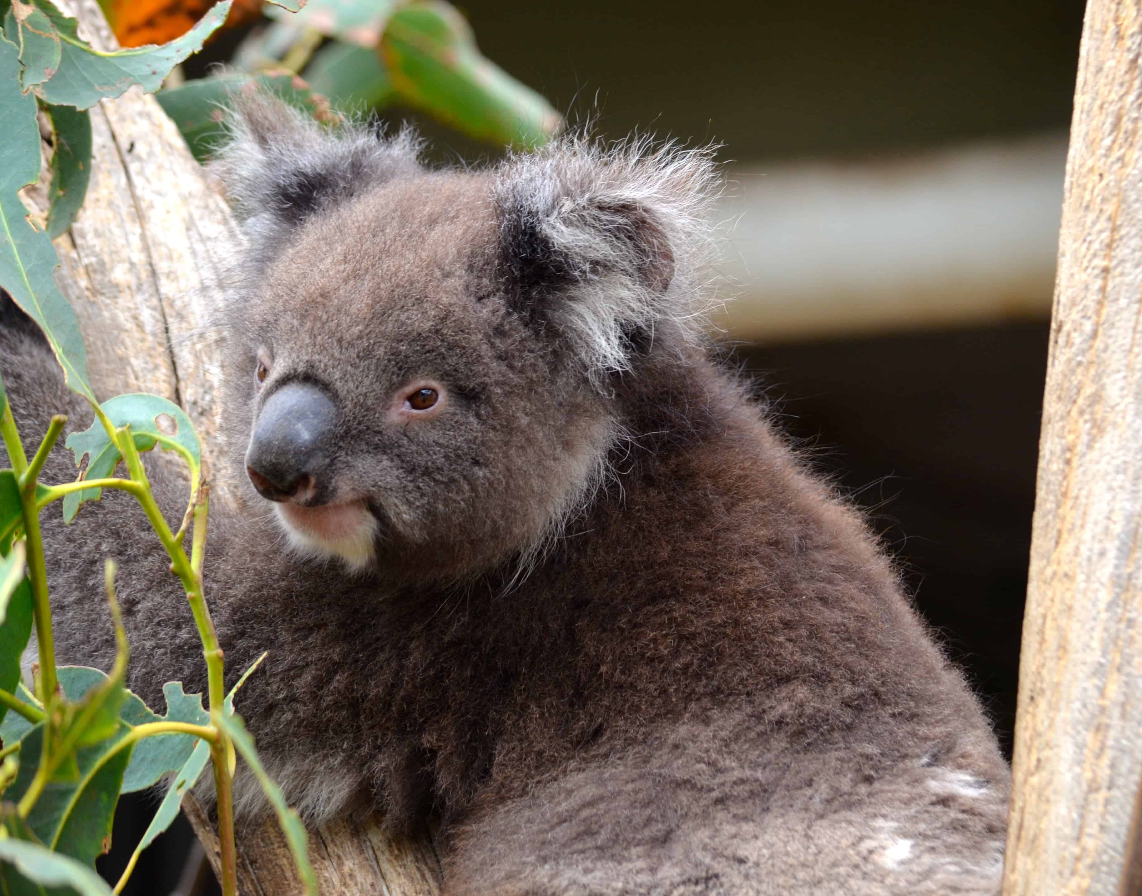 A Kangaroo Island koala