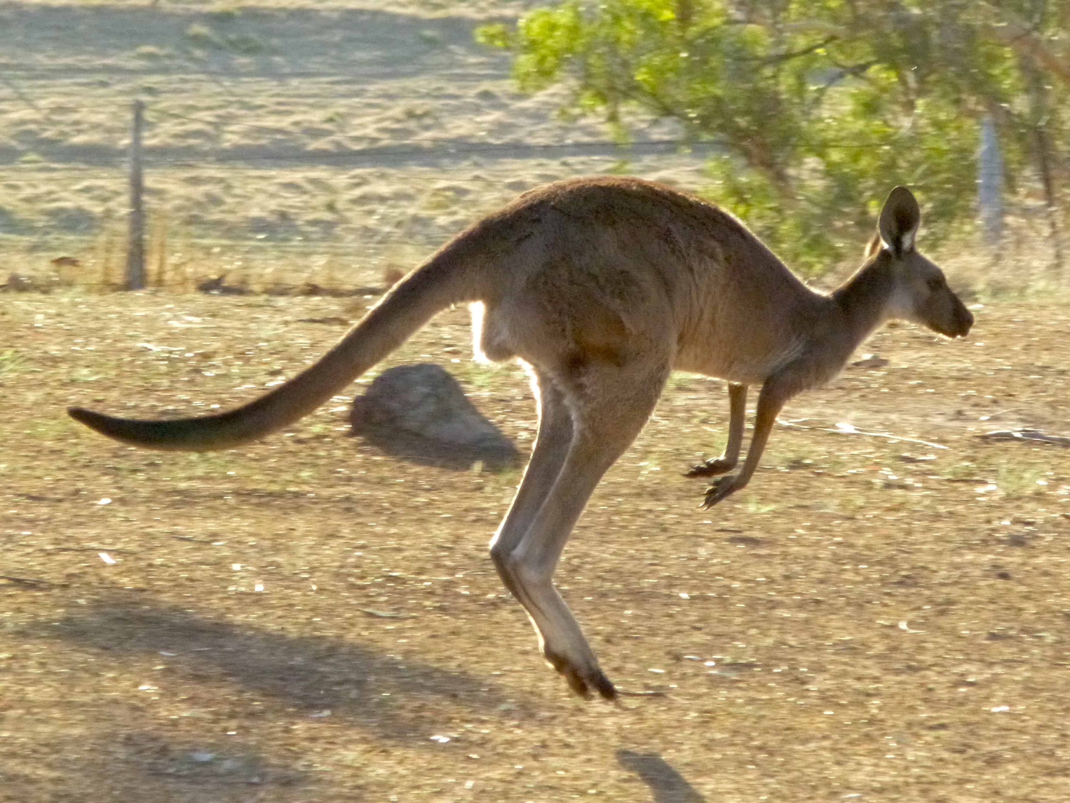 Five kangaroos out for an evening hop