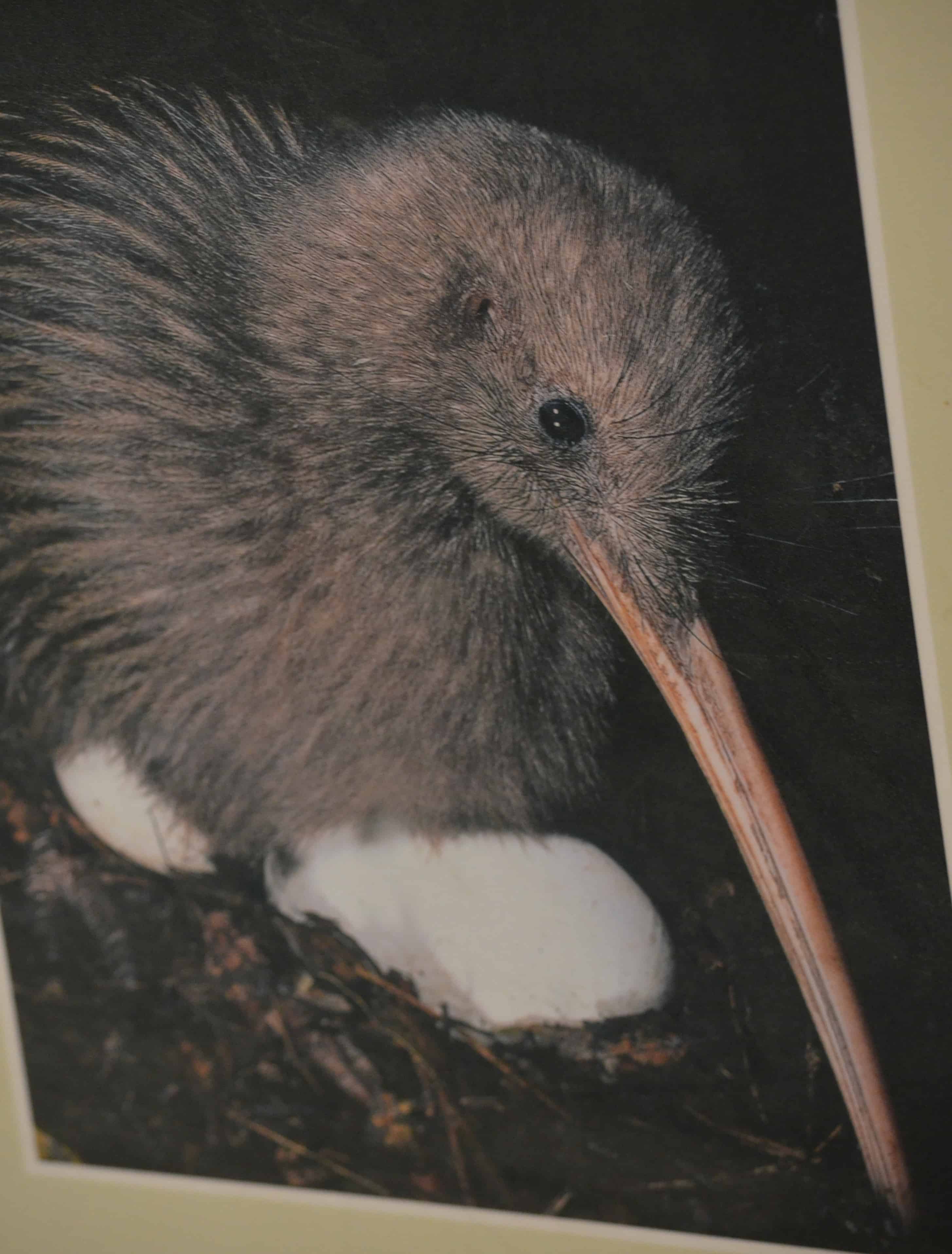 At the entrance to the Kiwi Birdlife Park