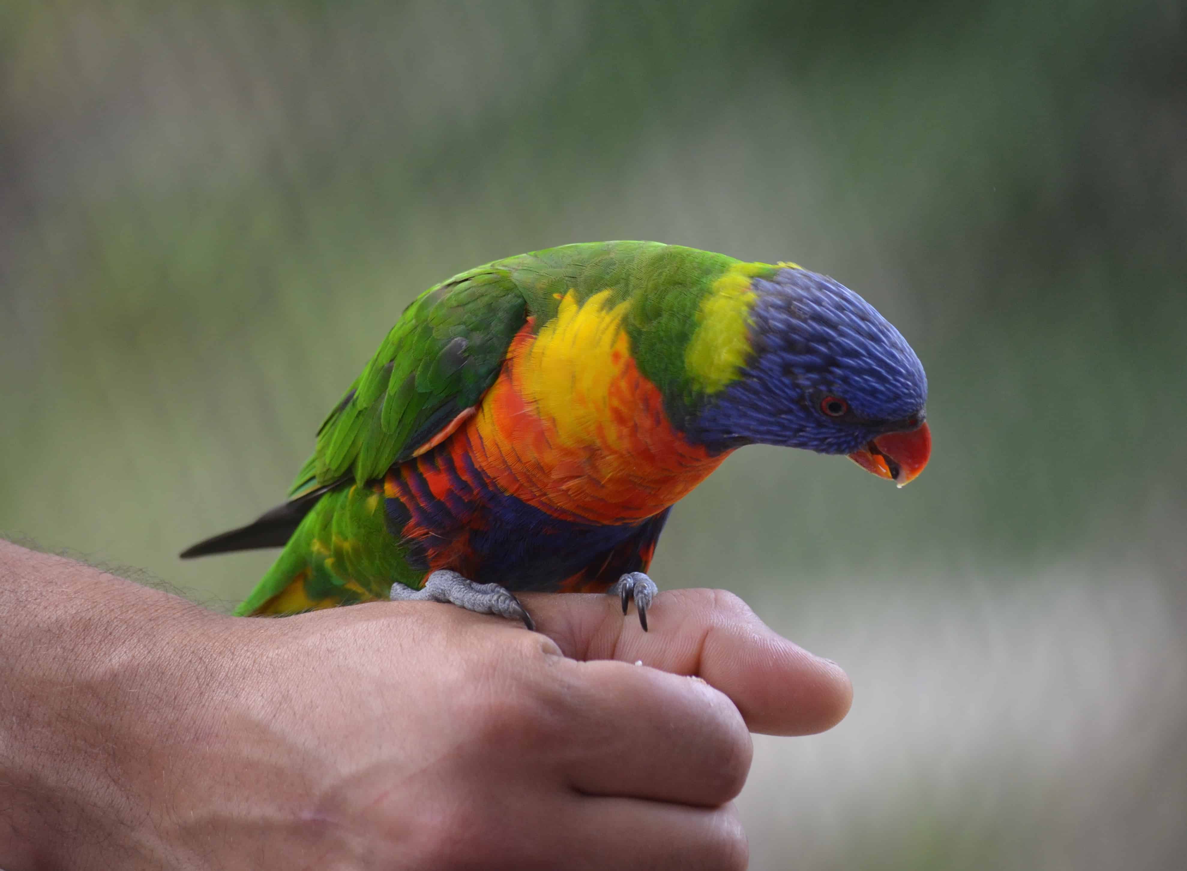 A native New Zealand bird at the park