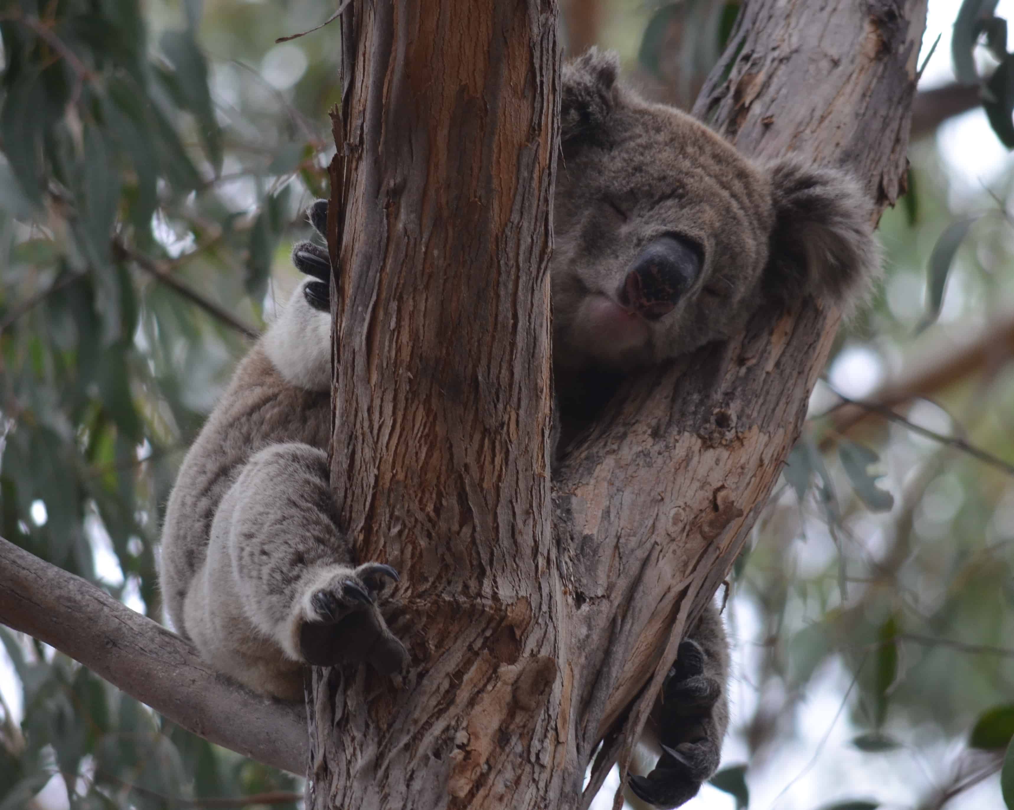 Koalas in the trees above the car