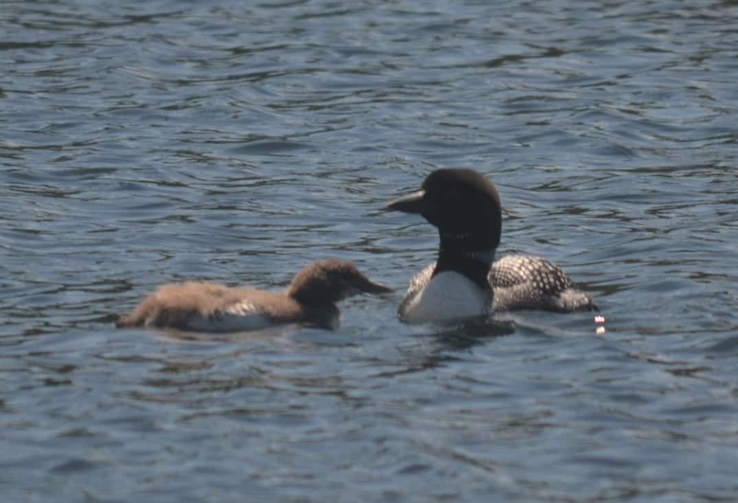 A loon and her chick on Lake Sunapee