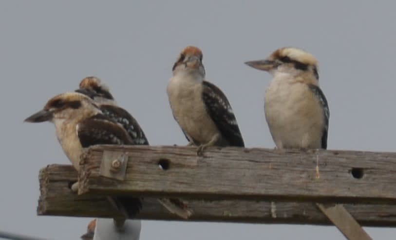 Kookaburras on the wires at Anchors Aweigh, Narooma