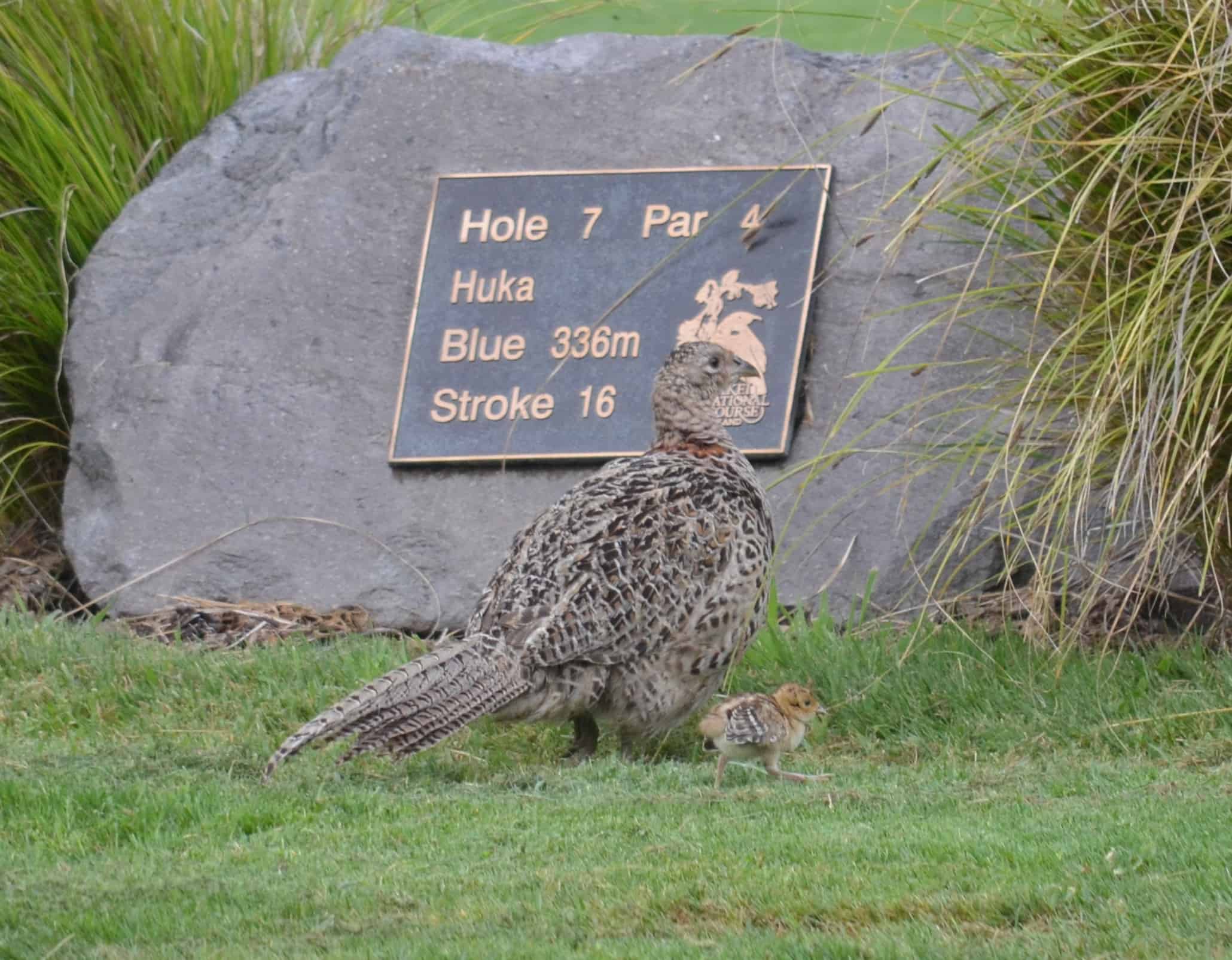 A mother and chick at the seventh tee