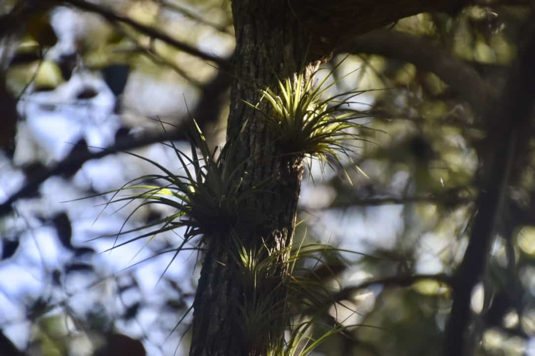 Air plants on the Mahogany trail