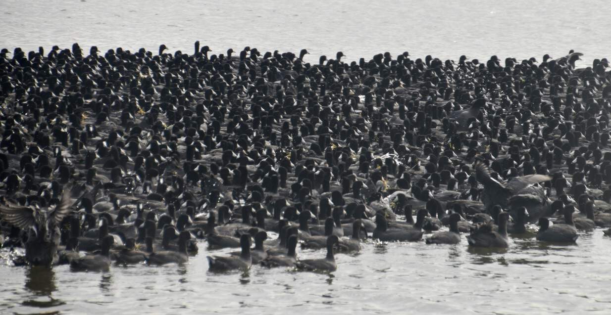 A flock of American Coots