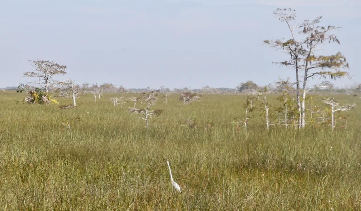 The grasslands with a lone tree