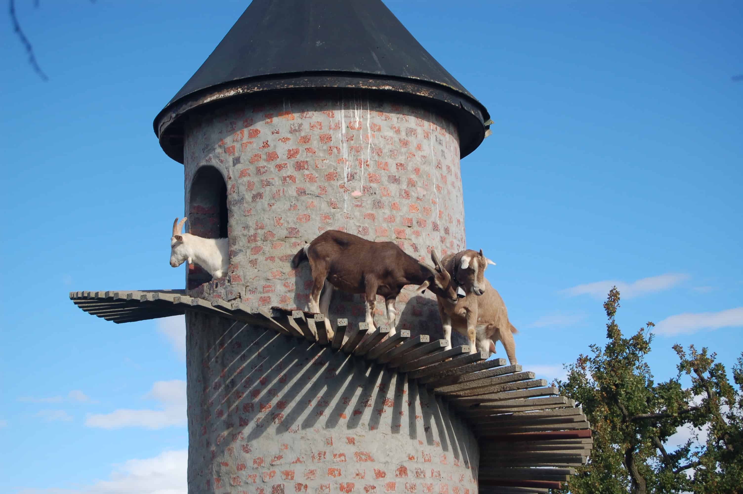 Goats do Roam, great cheese and wine