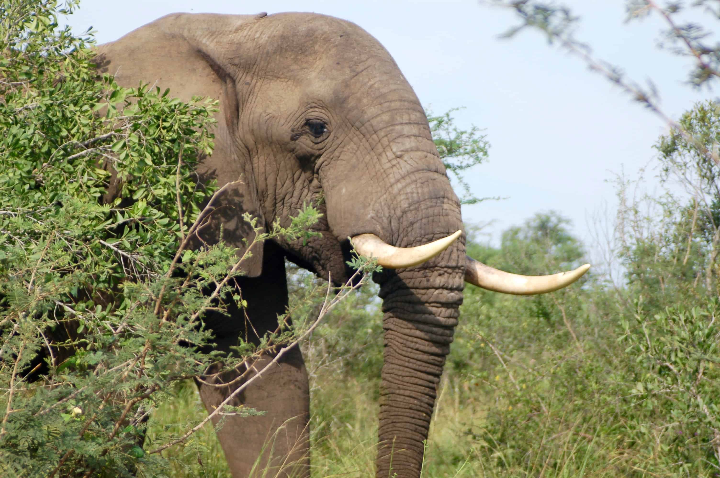 An elephant in Kruger National Park