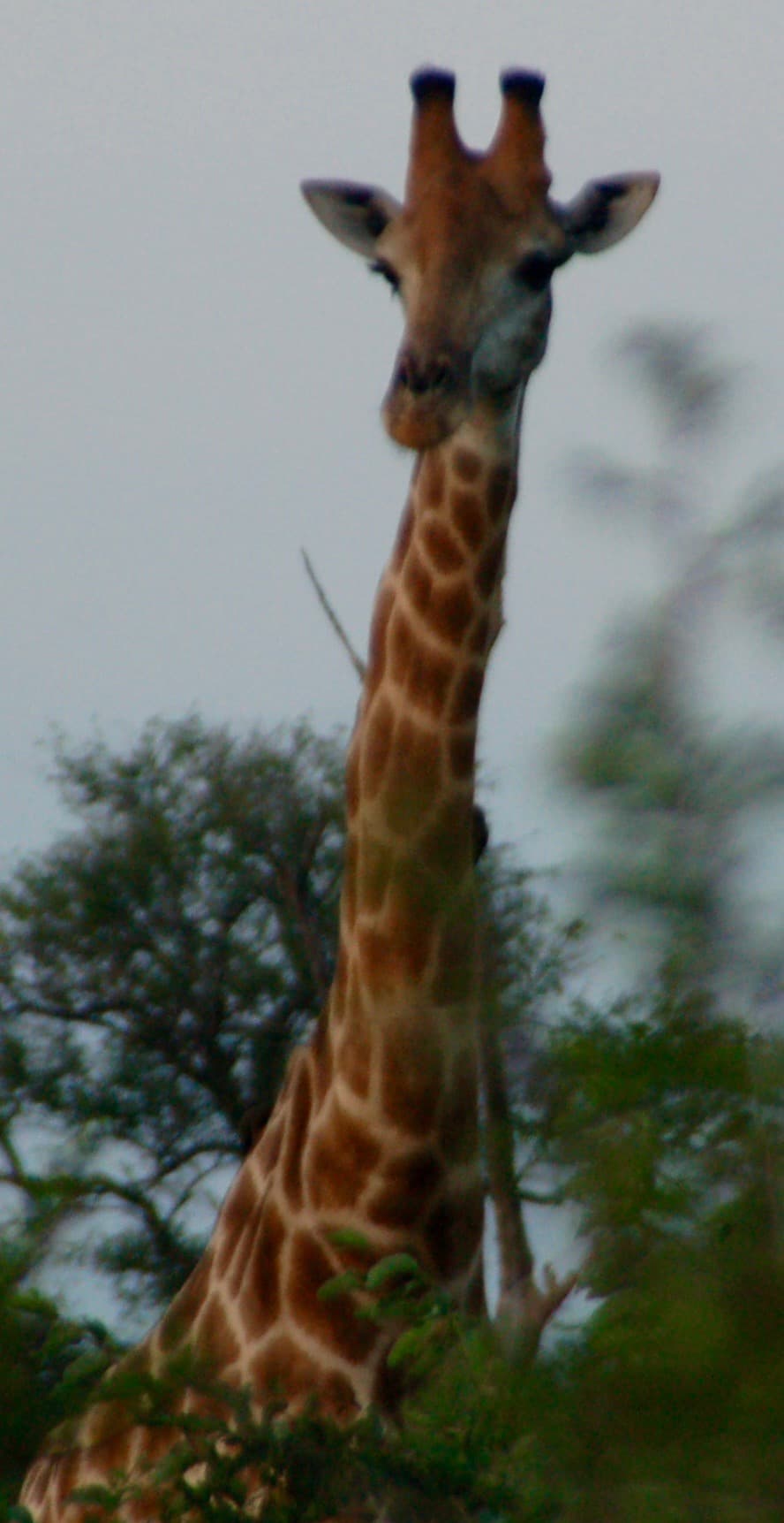 On safari in Kruger National Park
