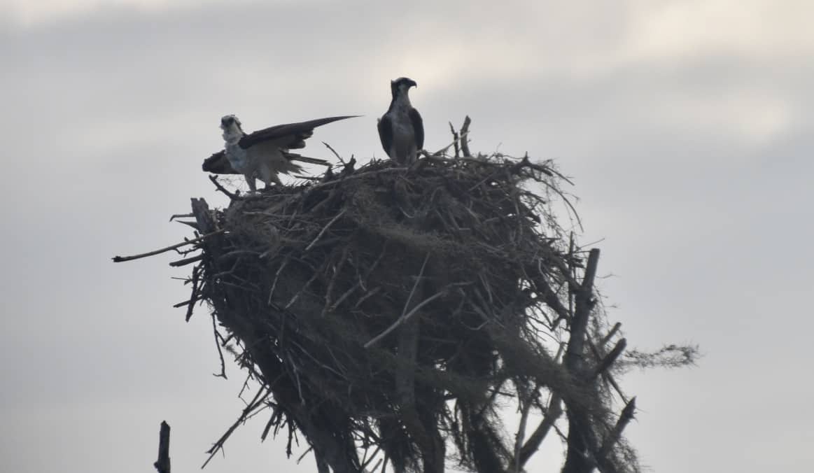 An osprey at its nest