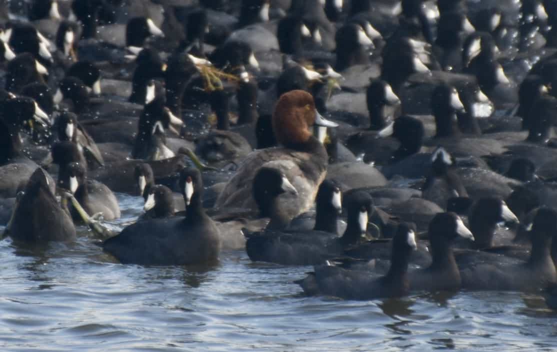 A lone Red Headed duck among the coots