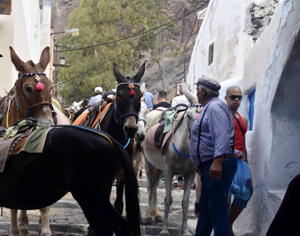 Donkeys on the Santorini path