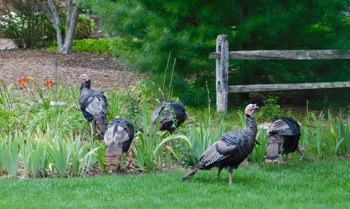 The wild turkeys at Margaret and Bill's