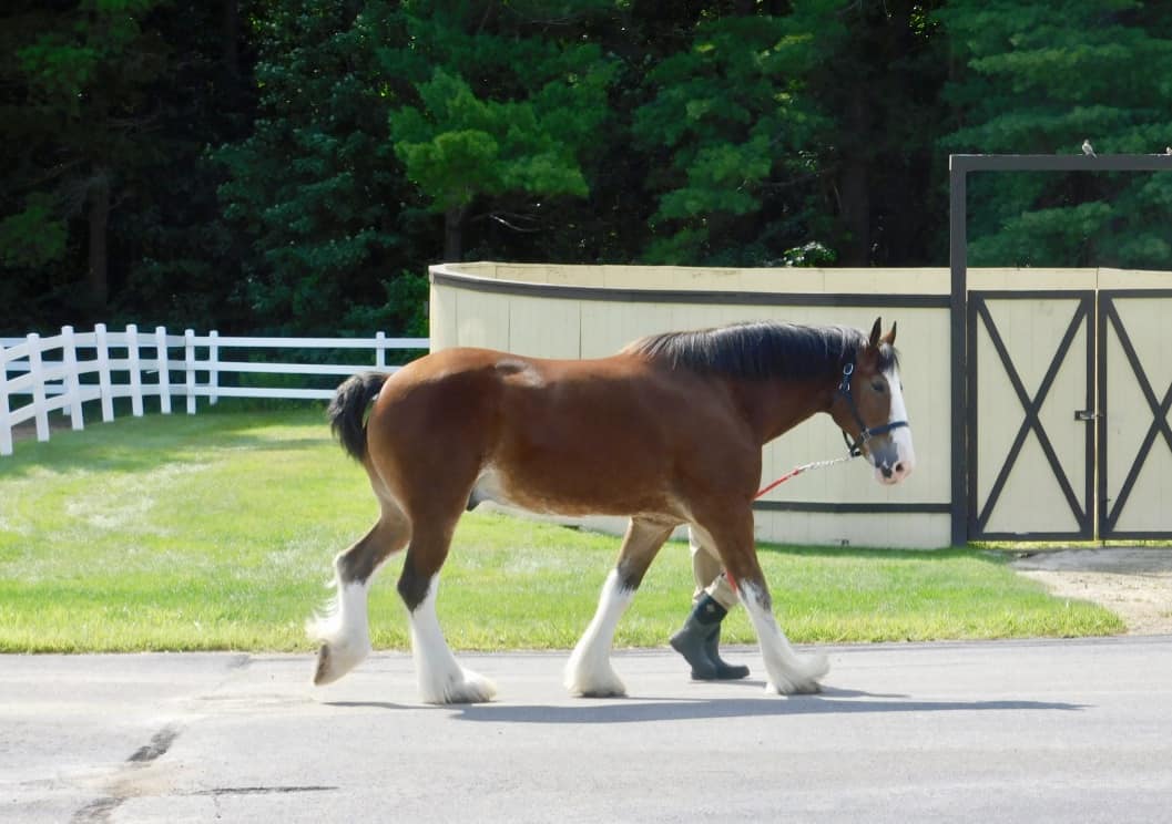 Clydesdales in the field