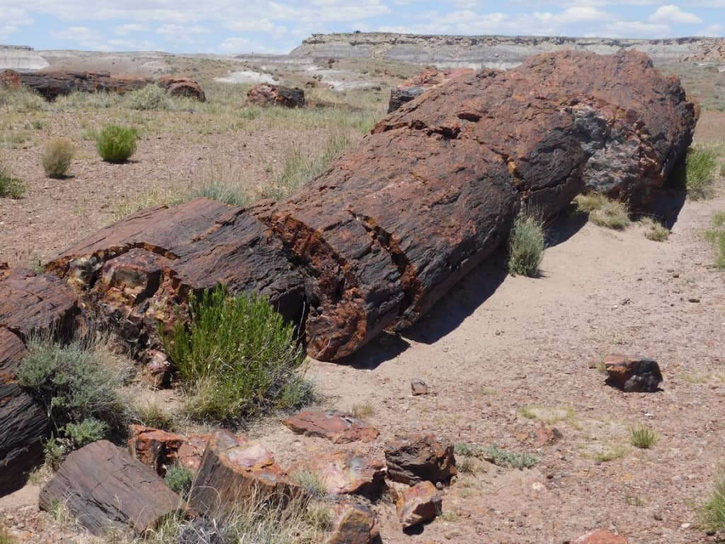 A petrified log