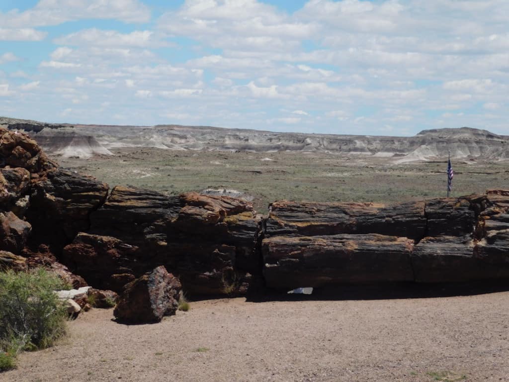 More petrified logs