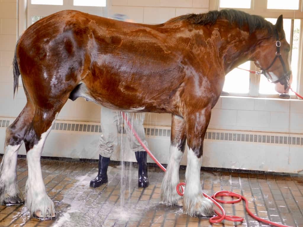 Washing a Clydesdale