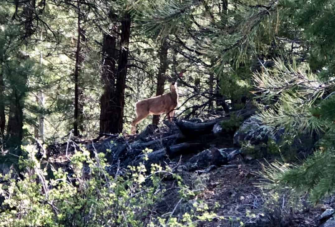A deer along the road