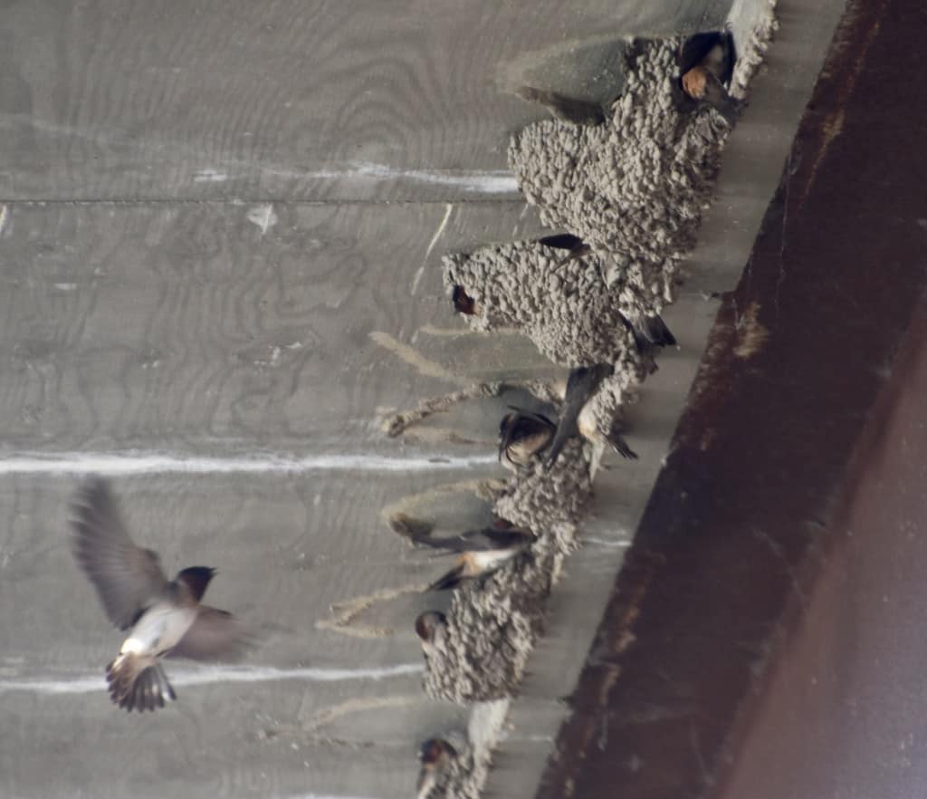 Barn swallows under a bridge