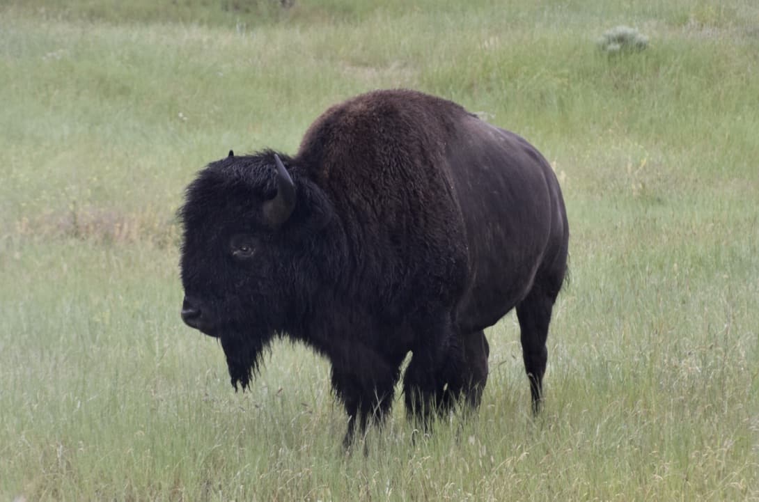 Bison on the range