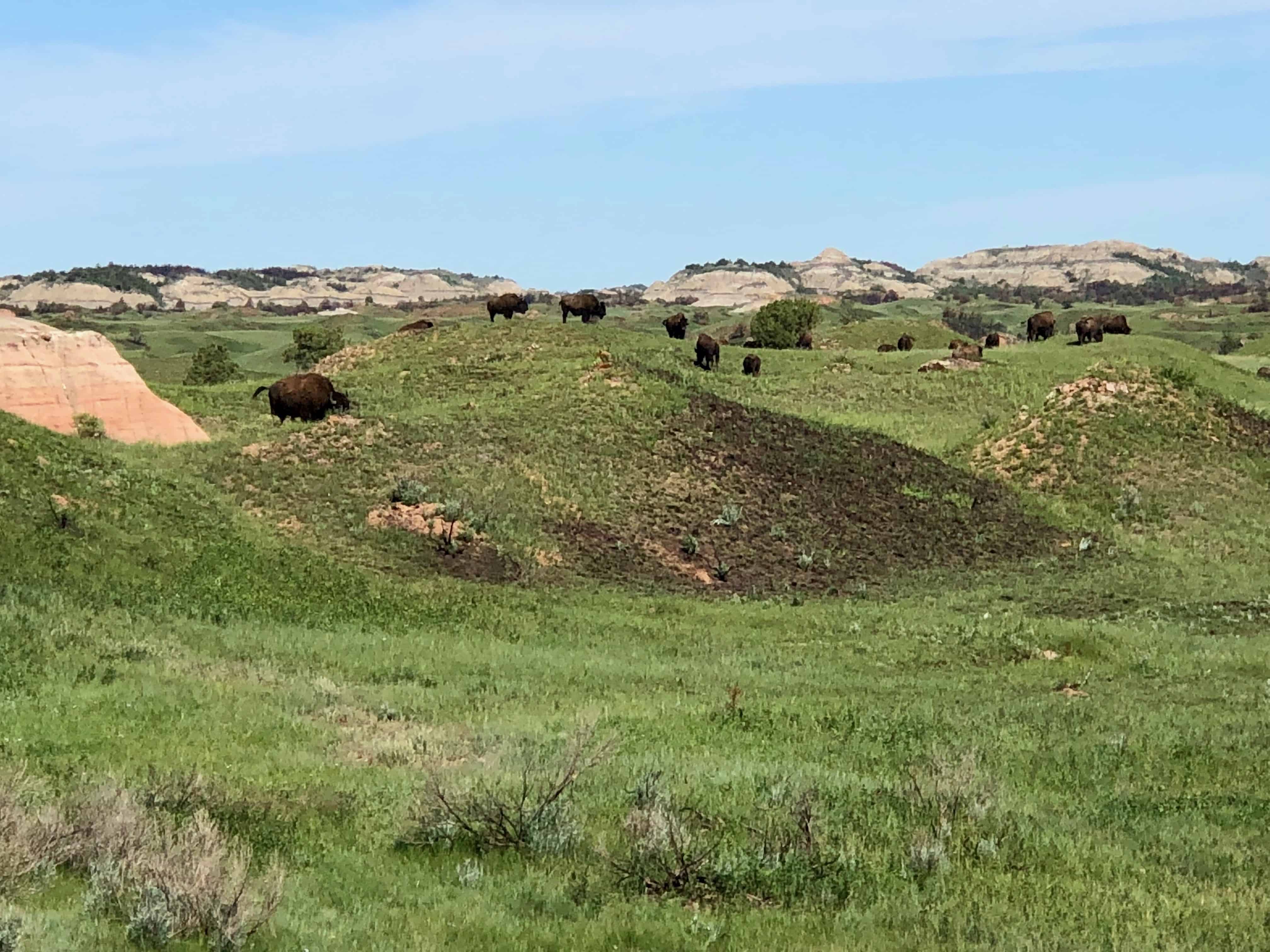 The buffalo herd