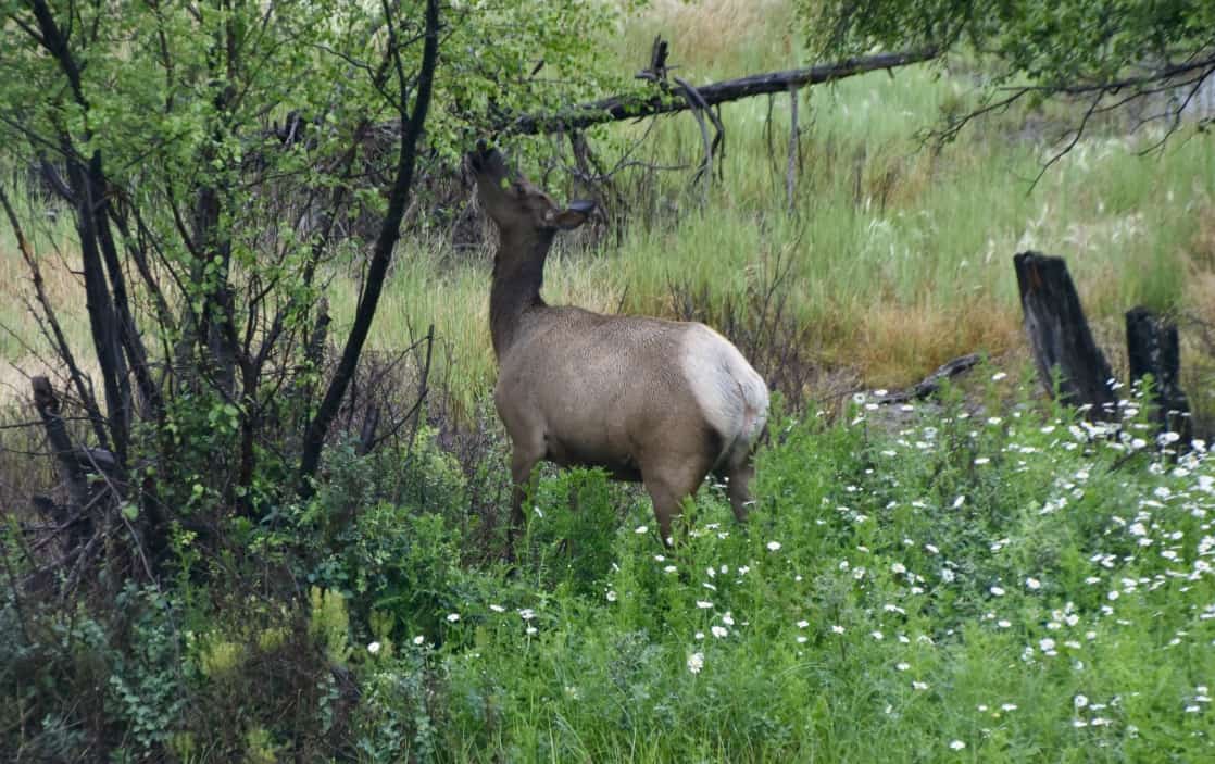 The lone elk