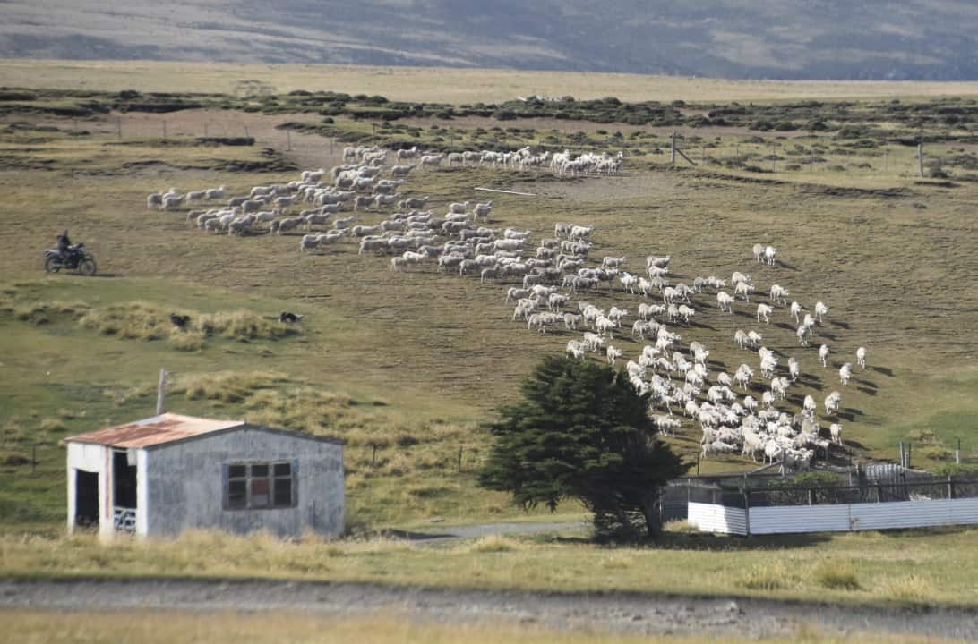 Rounding up sheep on the ranch