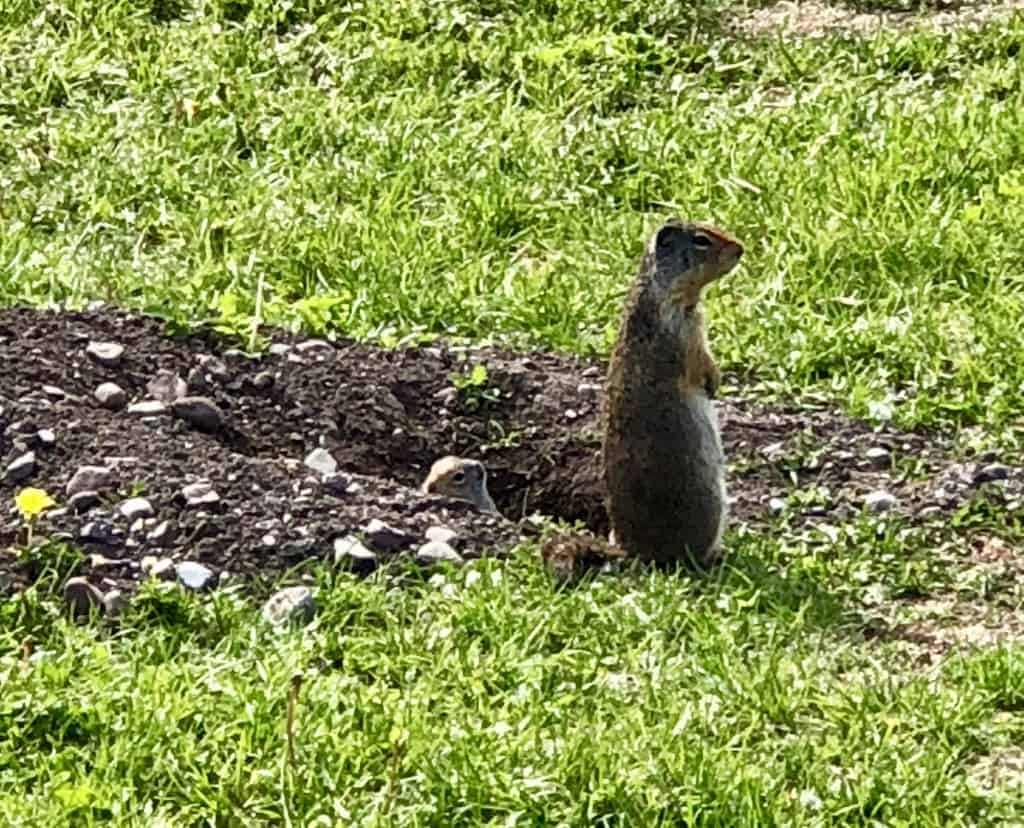 A ground squirrel